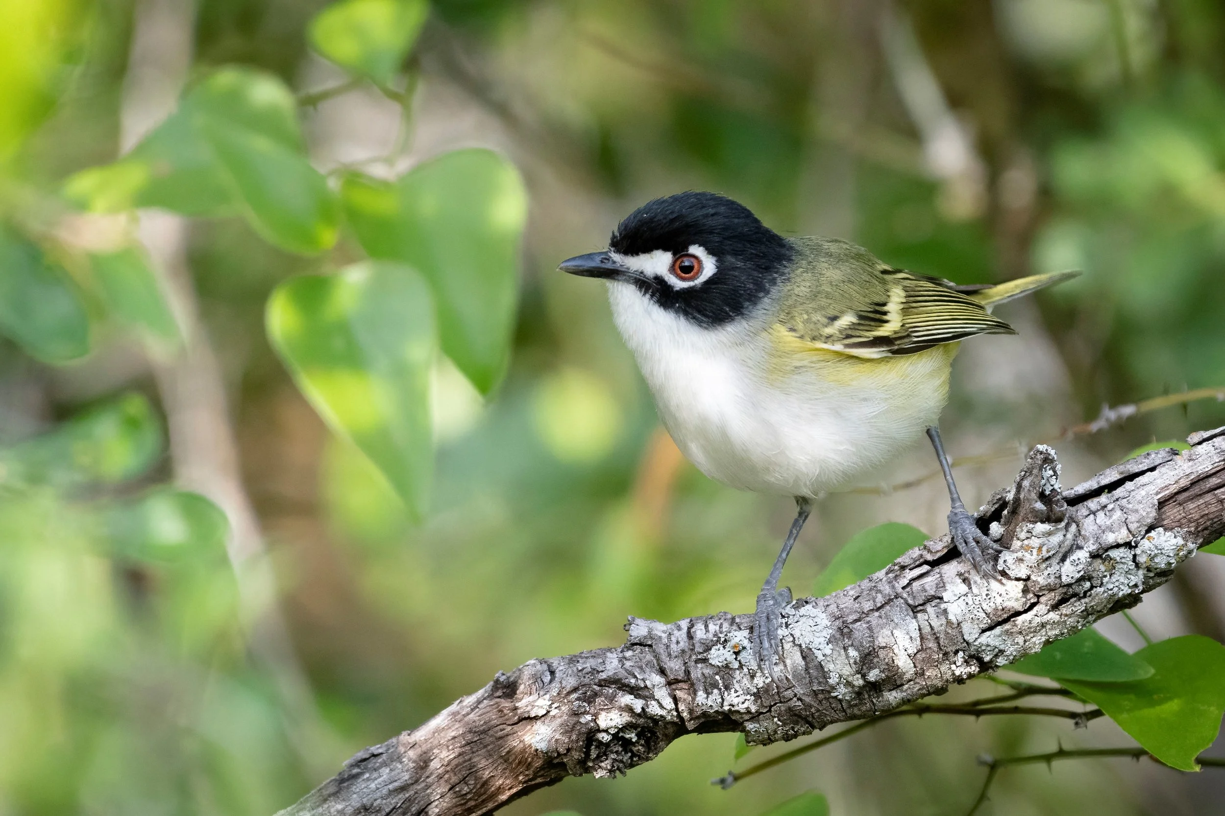 Black-capped Vireo