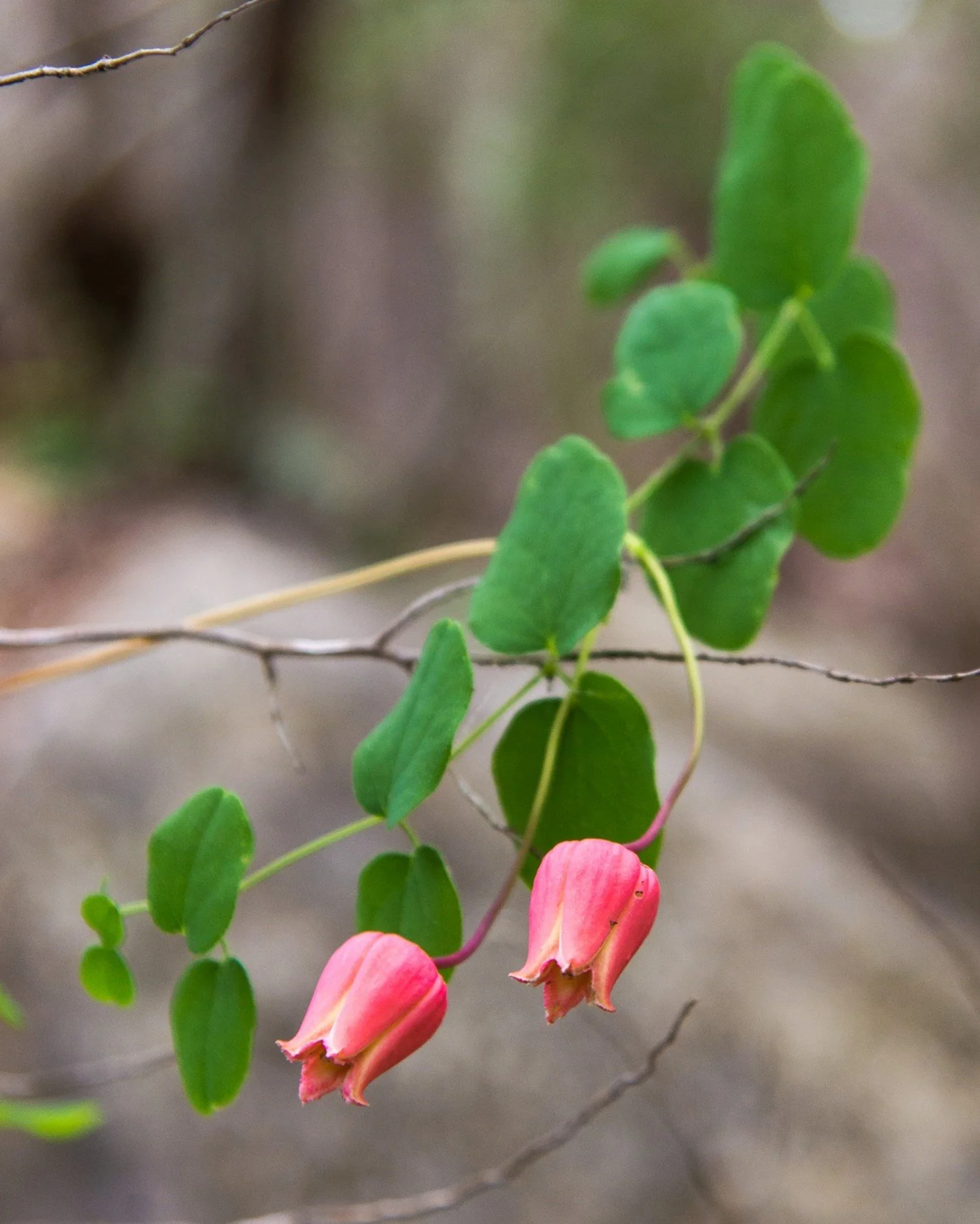 Scarlet leather flower