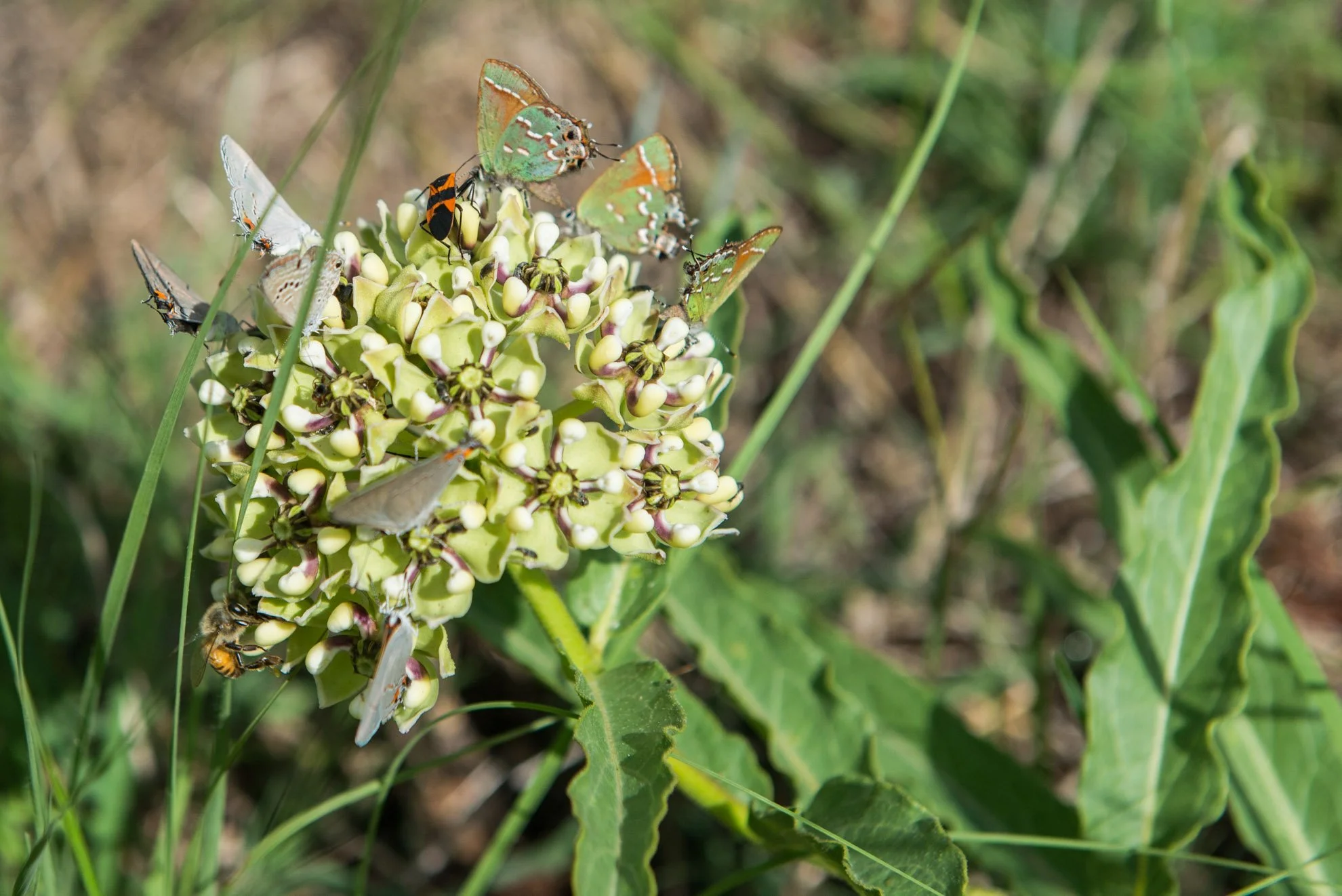 Antelope Horn Milkweed