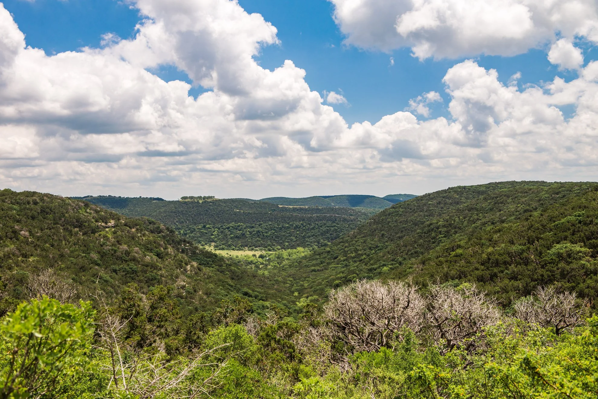 1,735 Acres of Golden-Cheeked Warbler Habitat Protected Forever 