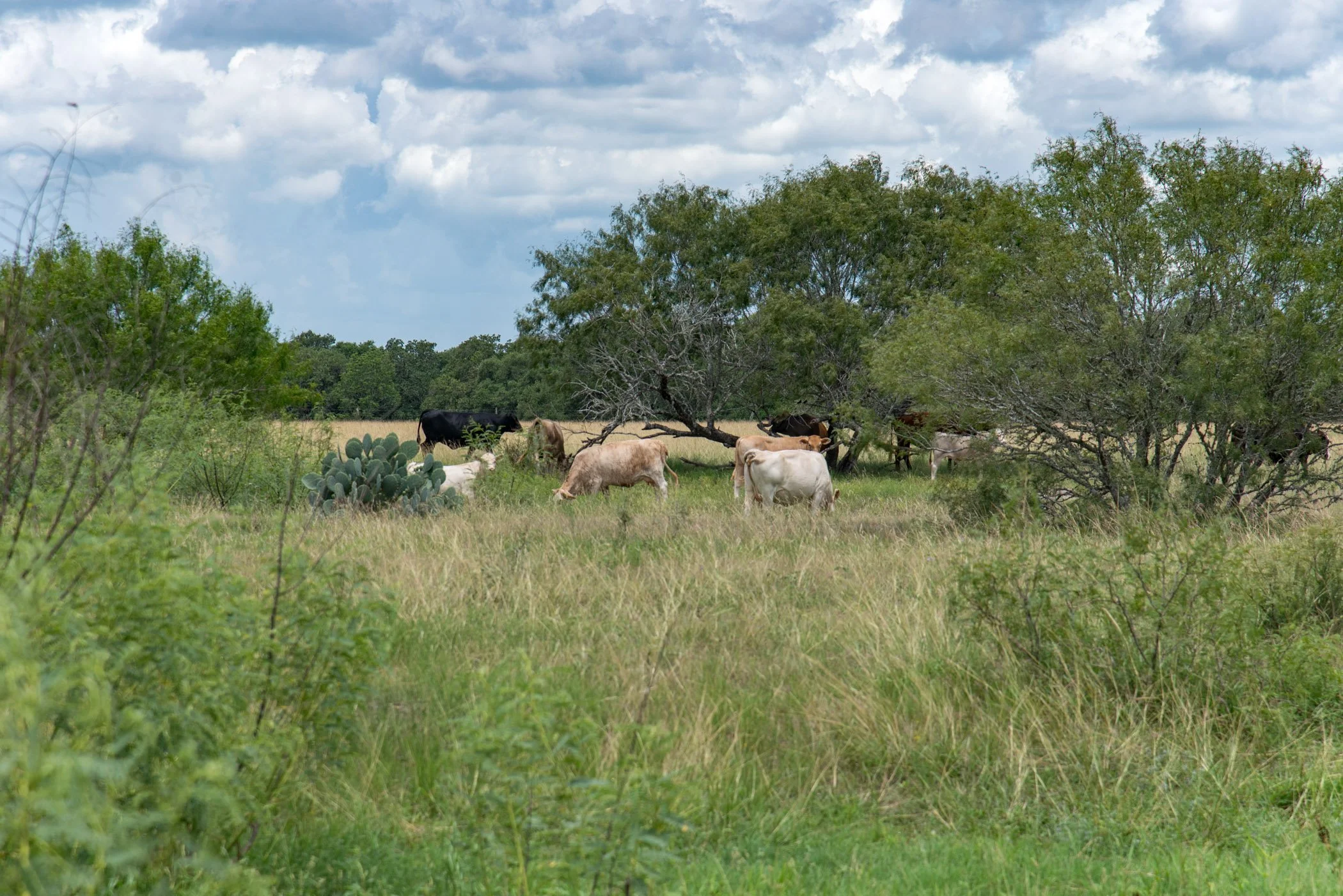 ET_Martinek Farm_Cows_Ramirez.jpg