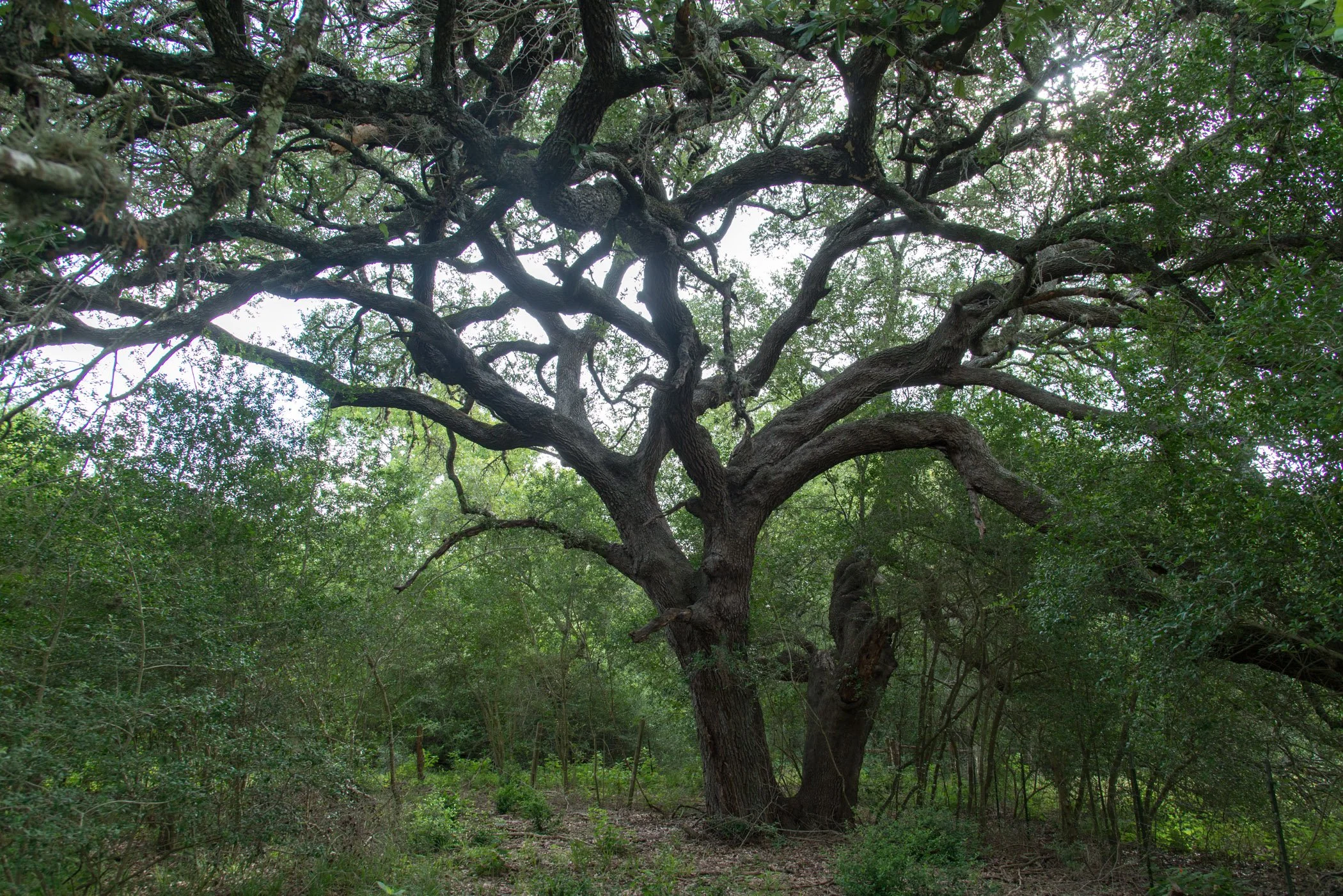 ET_Martinek Farm_Live Oak_Ramirez.jpg