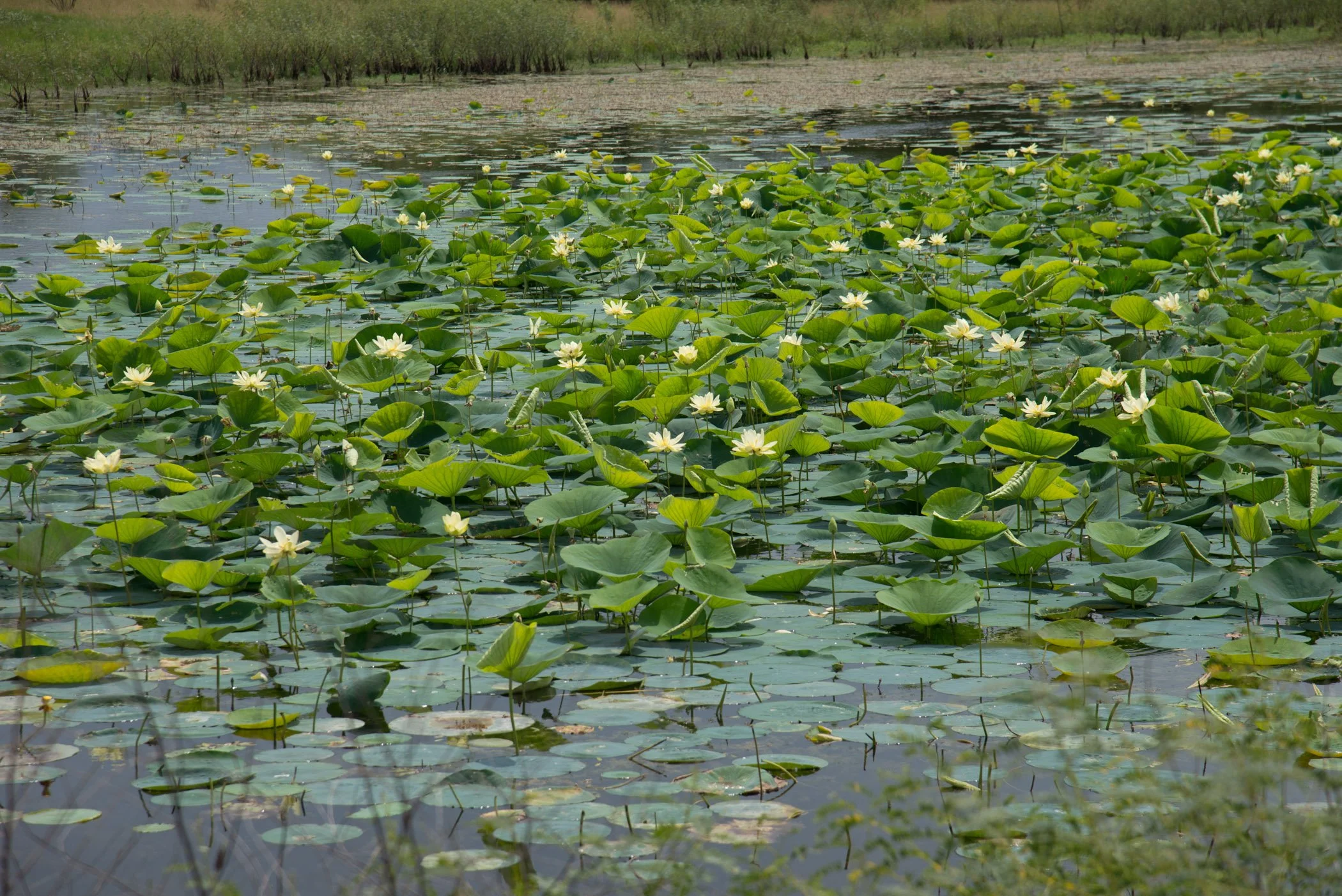 ET_Martinek Farm_Pond_Ramirez.jpg