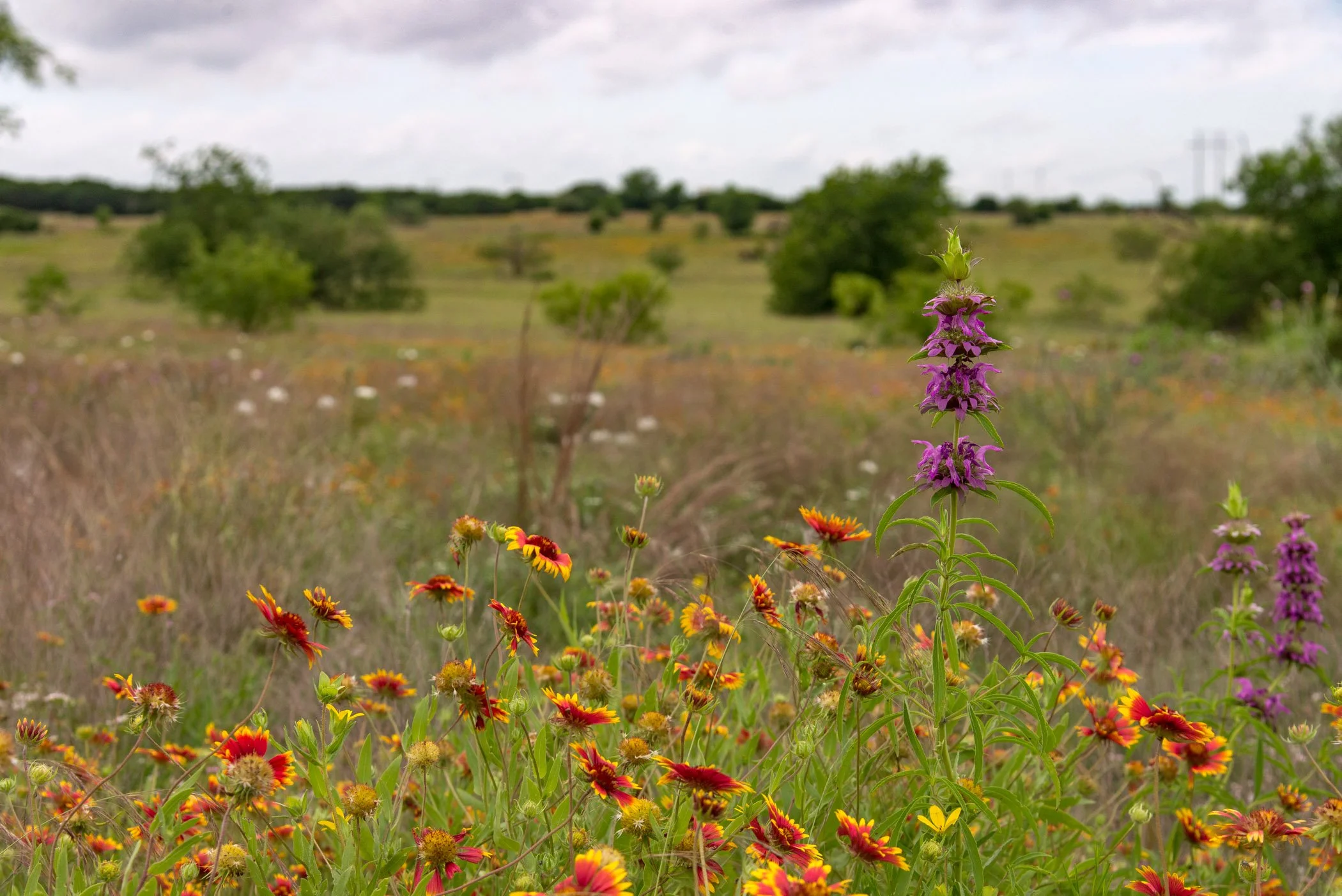 171 Acres of Grasslands and Woodlands Protected Forever