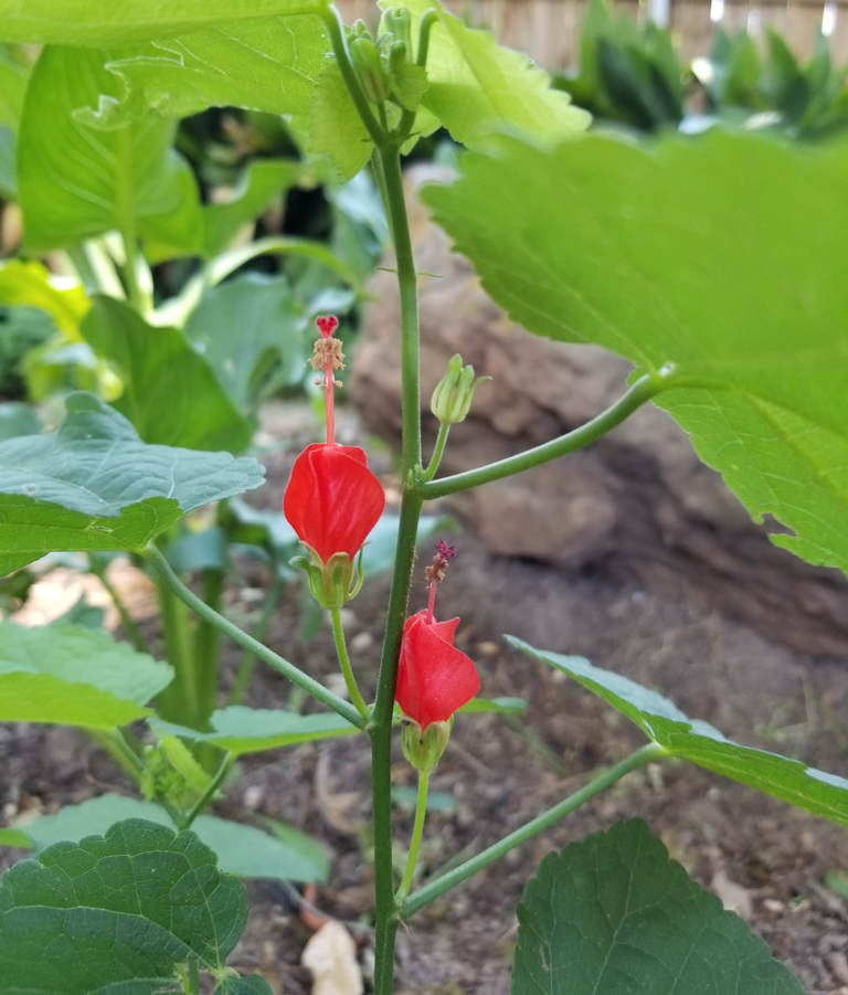 Texas Native Plant Week — Texas Land Conservancy