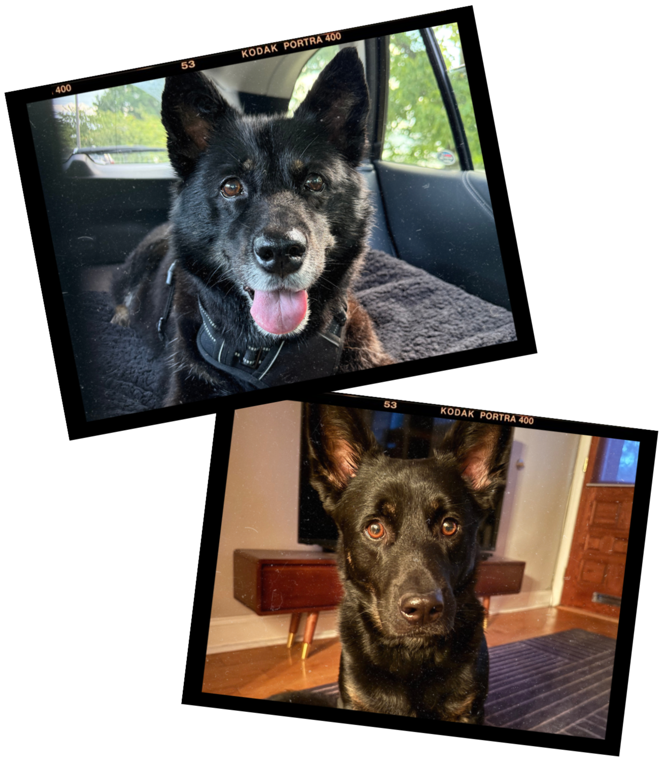 Two German Shepherd looking dogs.