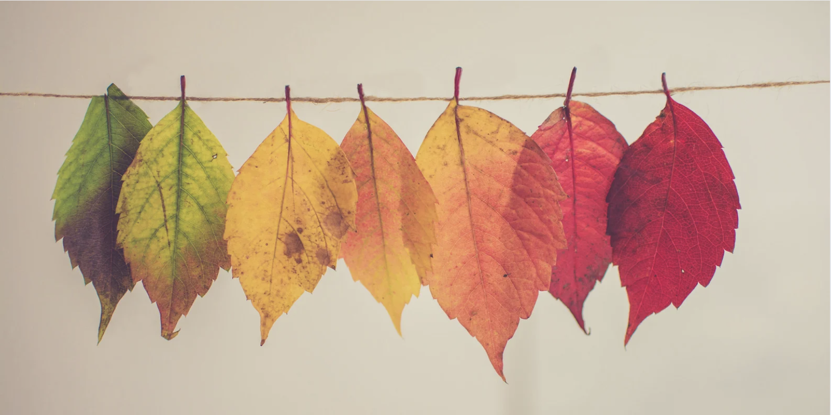 Celebrate Fall in Aurora: Seasonal Wellness Tips + The Support Your Body Needs