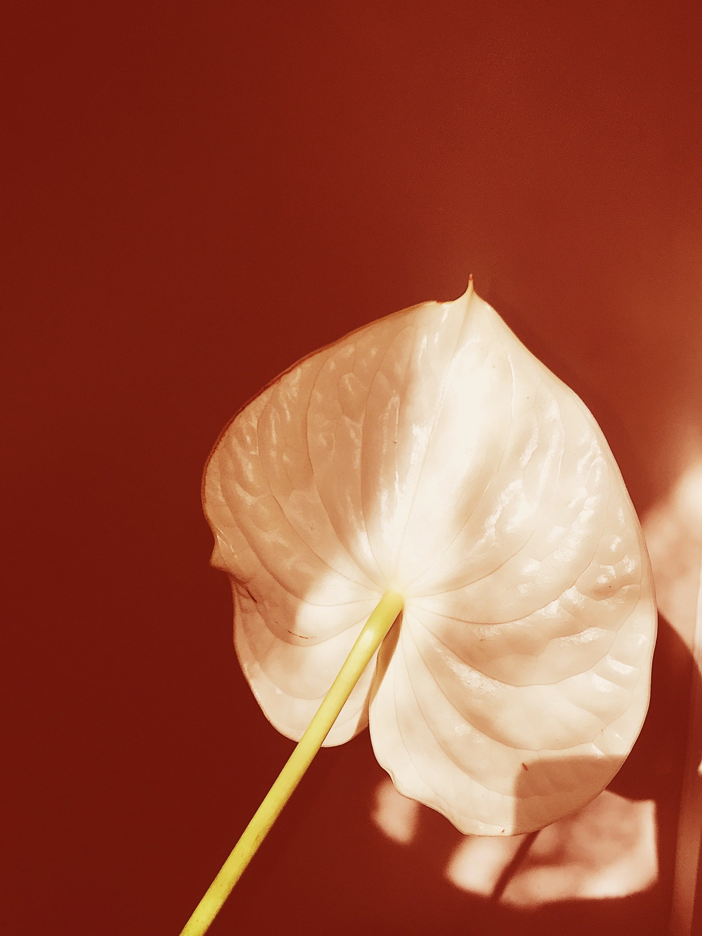 8F347860-8098-4CD0-A219-42E0A58C84E5 2.JPG