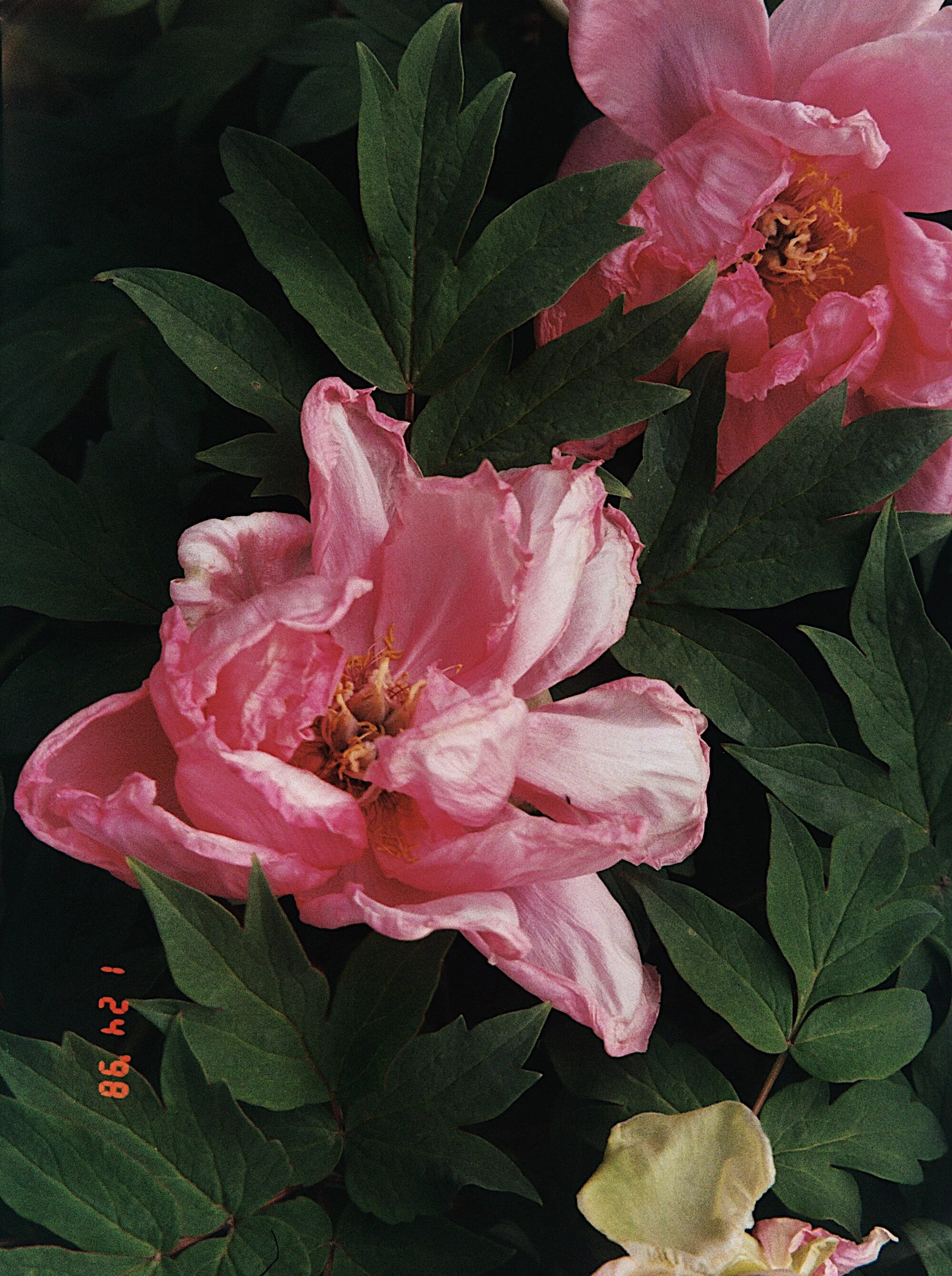 E8314143-0E27-4C38-847B-801414D33909 2.JPG