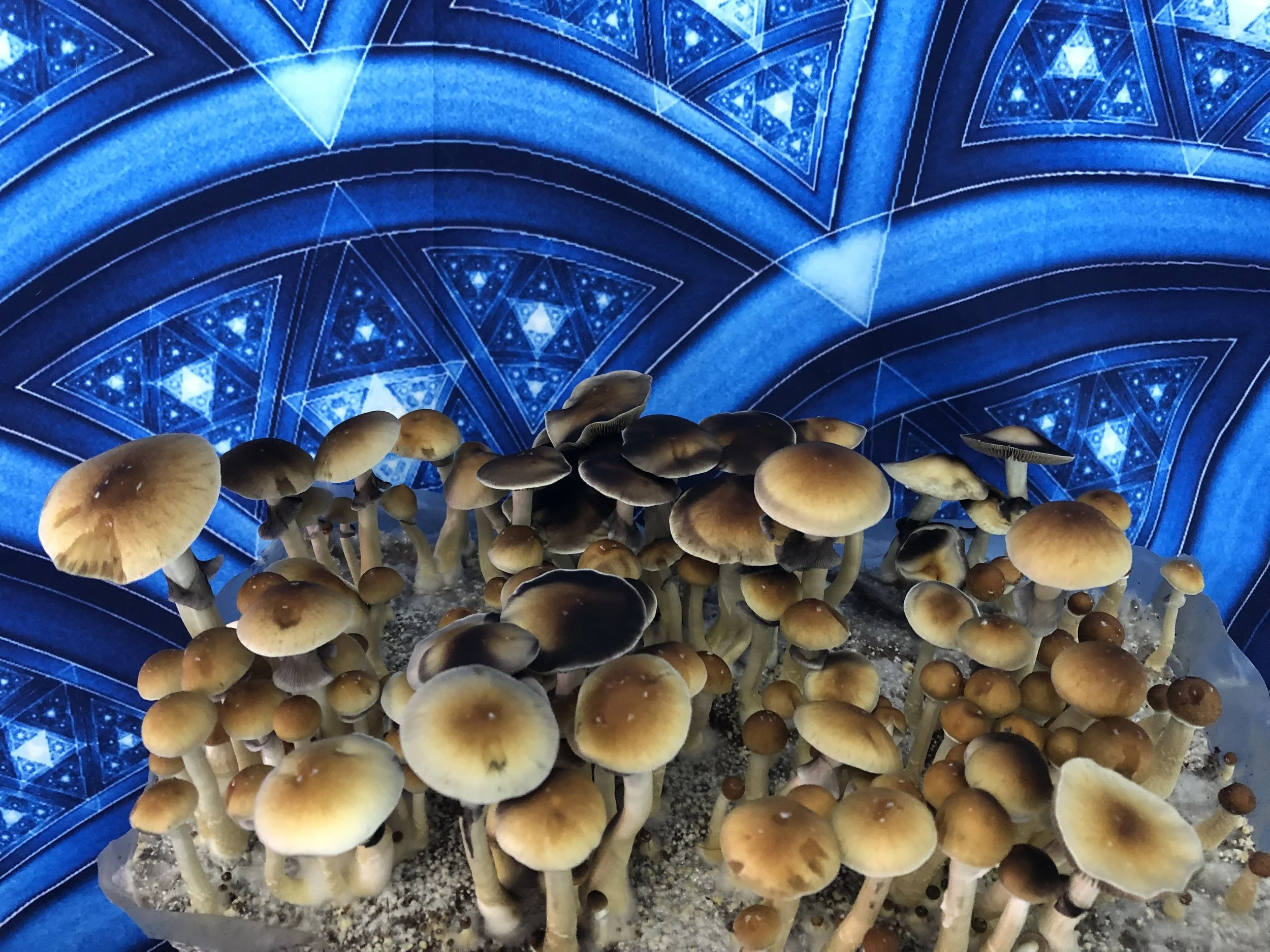 PESA — Skeleton Crew Spores