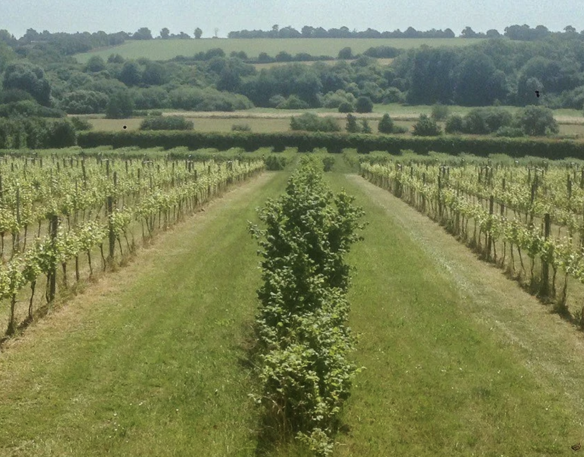 How visiting a Suffolk farm, changed how I shop for meat this winter.