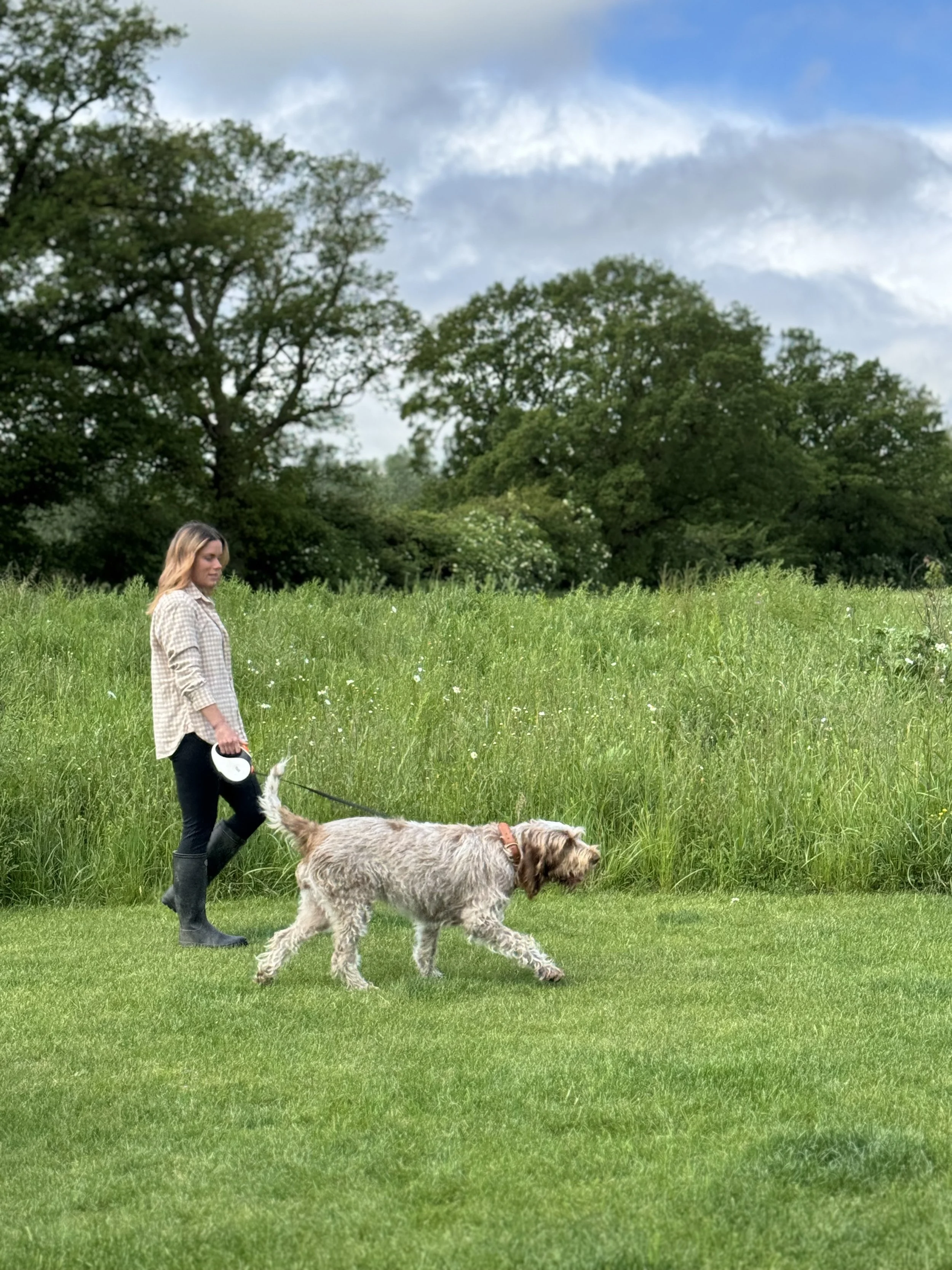 Fiona Berry, a Suffolk Nutritionist walking her Italian Spinone dog in the countryside.