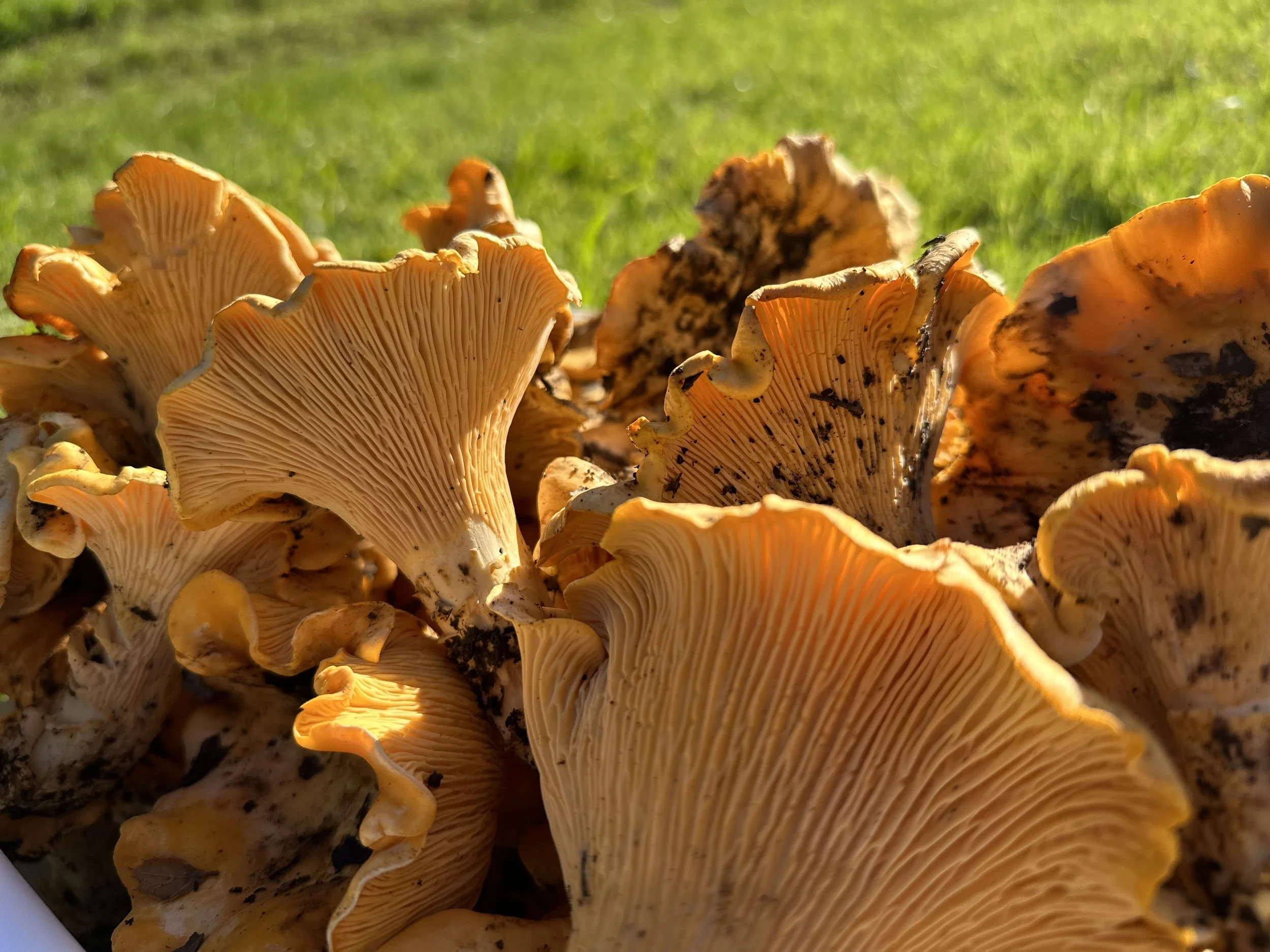 MycoCulture: An Introduction to  Wild Mushroom Foraging &amp; Fungal Ecology 