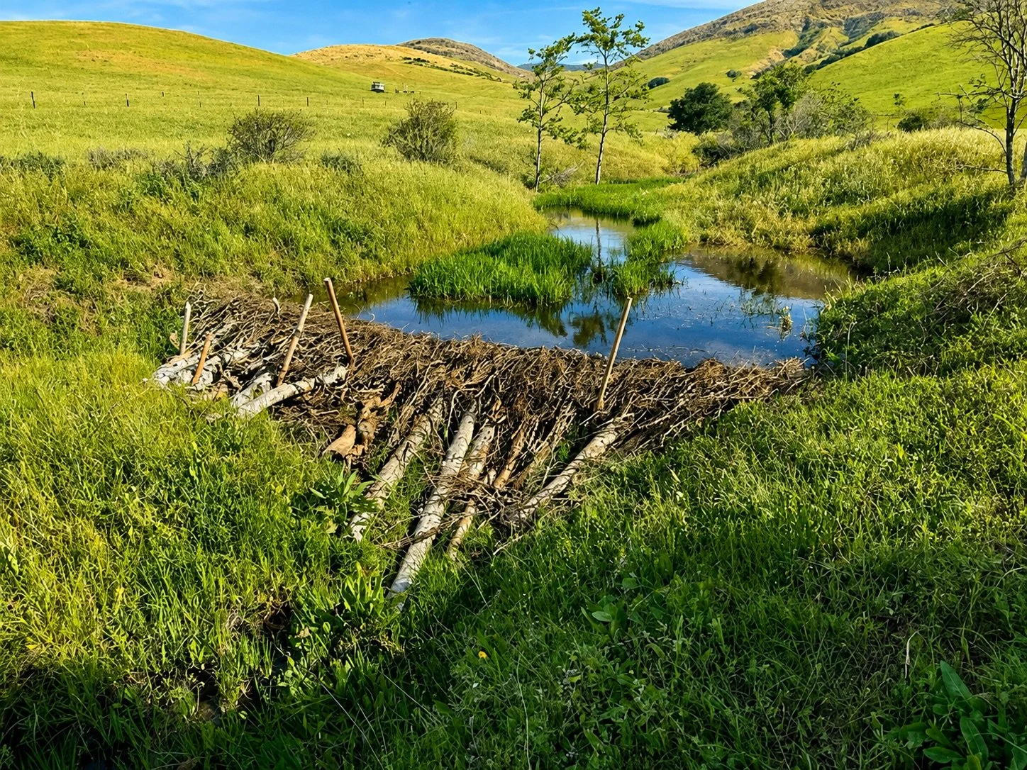Working with Water: Building Resilient Watersheds with Beaver Dam Analogs