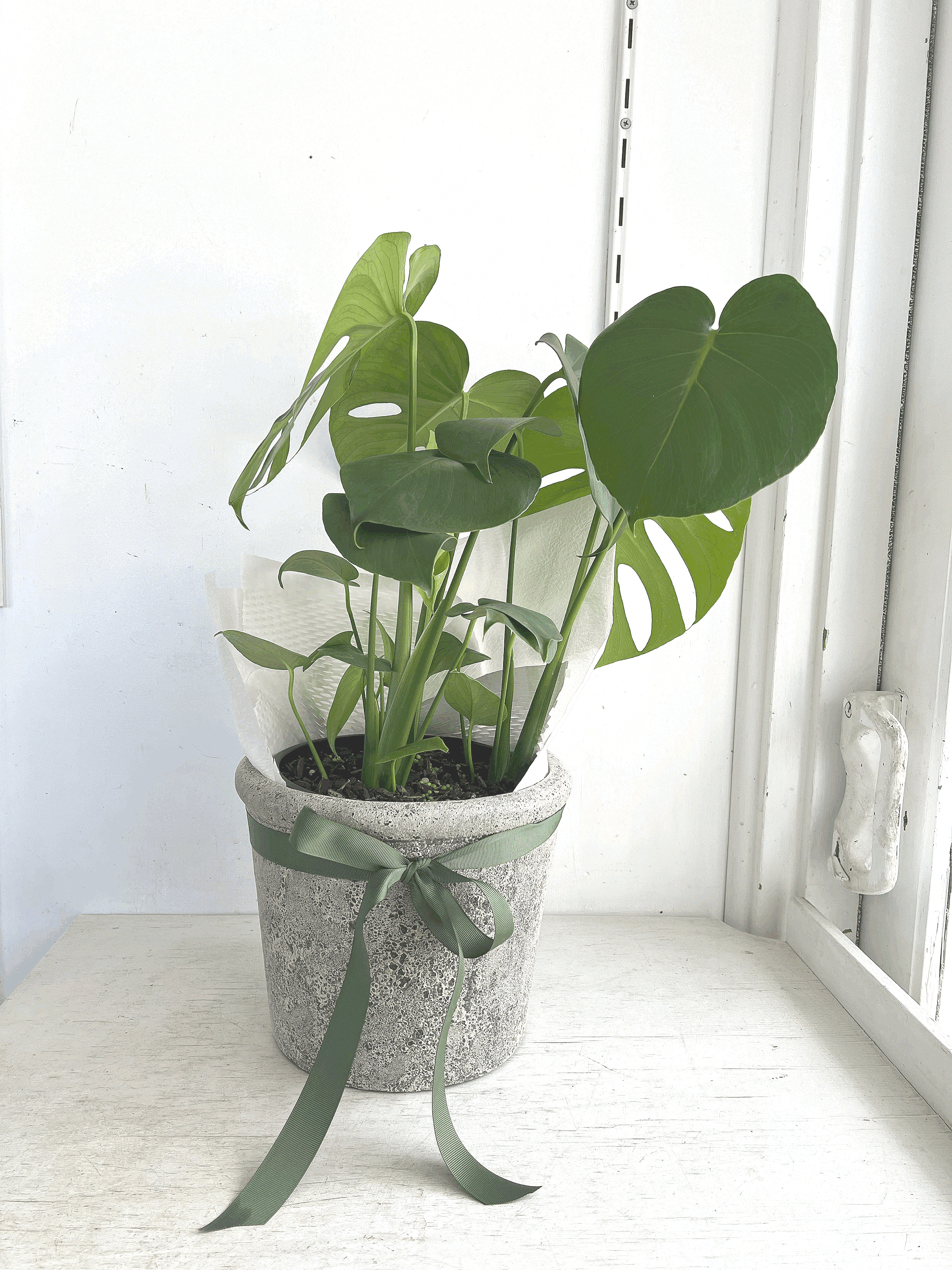 Seasonal plant- Medium
