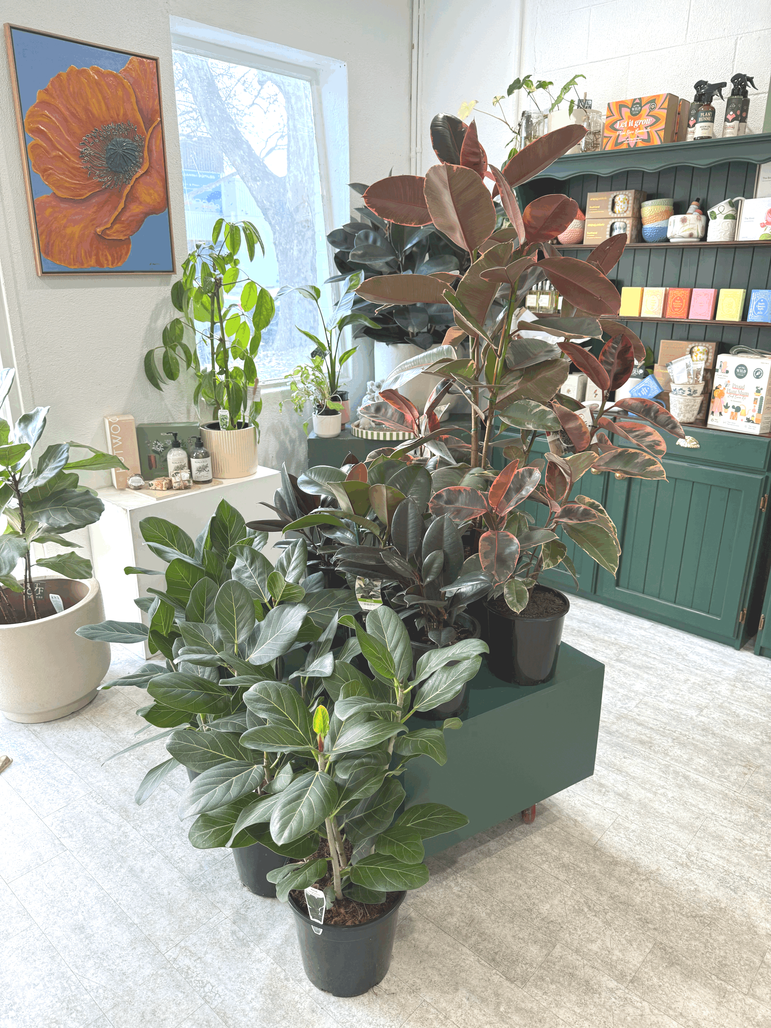 X-large Plant with Pot