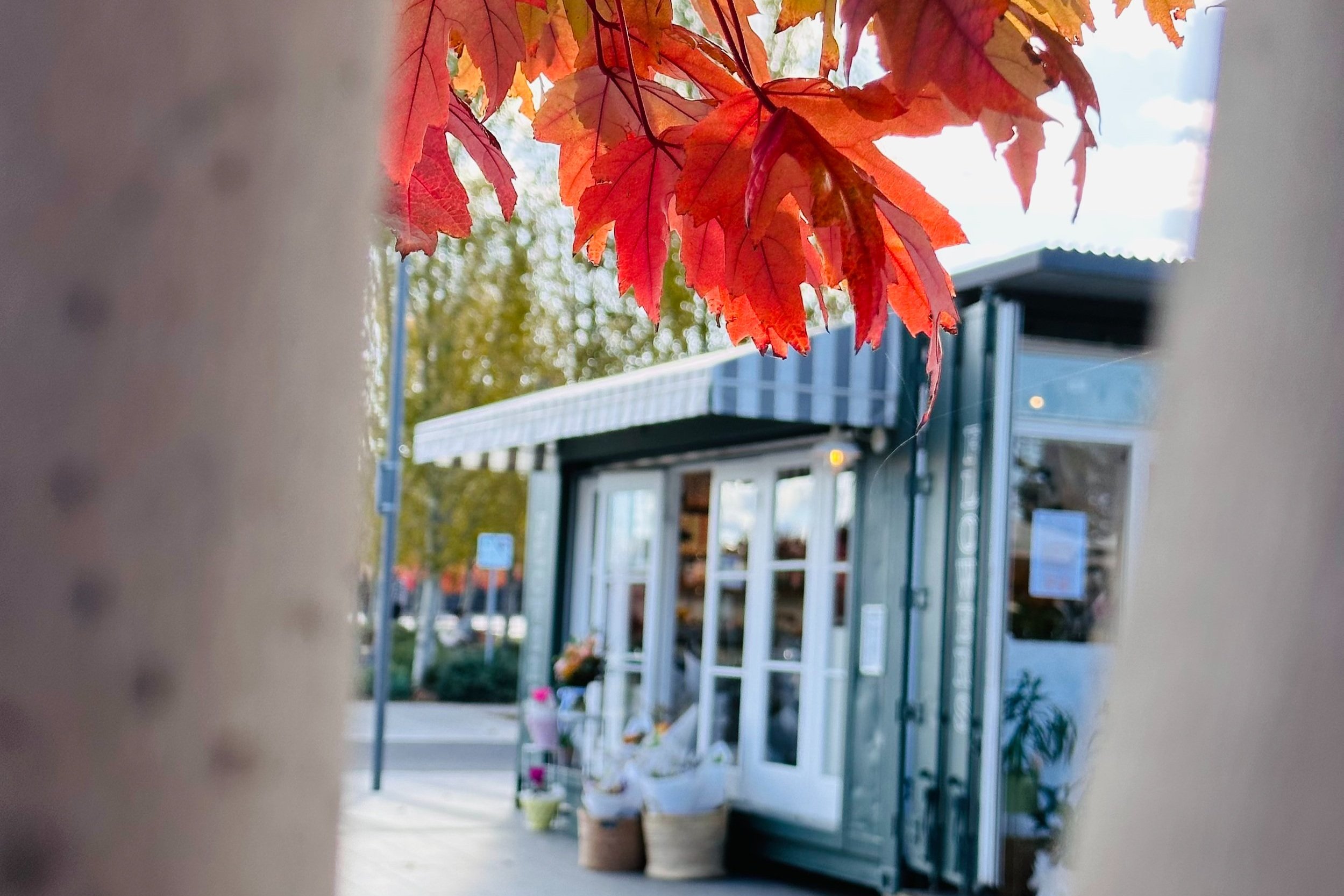 Thistle & Fern Albury Wodonga Florist Flower Delivery