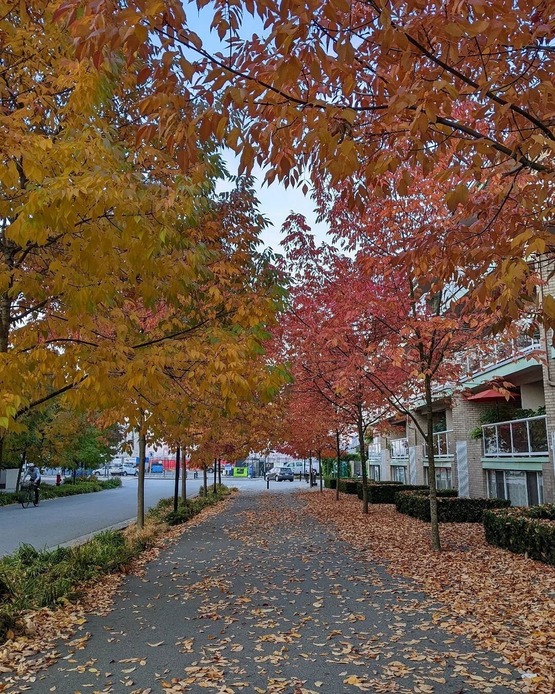 Who's been loving the autumn vibes recently? 

📸: @karinaa_p

#lowerlonsdale #northvancouver #autumn #fall #leaves #beautiful #vancouver