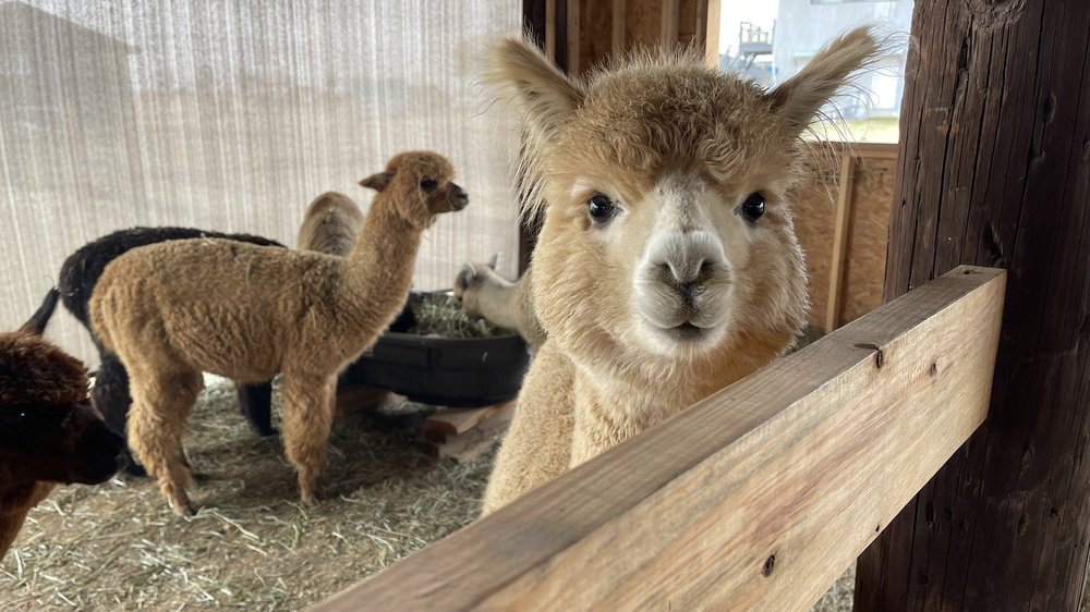 Texas Alpaca Tours Black Barn Alpacas—Floresville, TX — Black Barn Alpacas