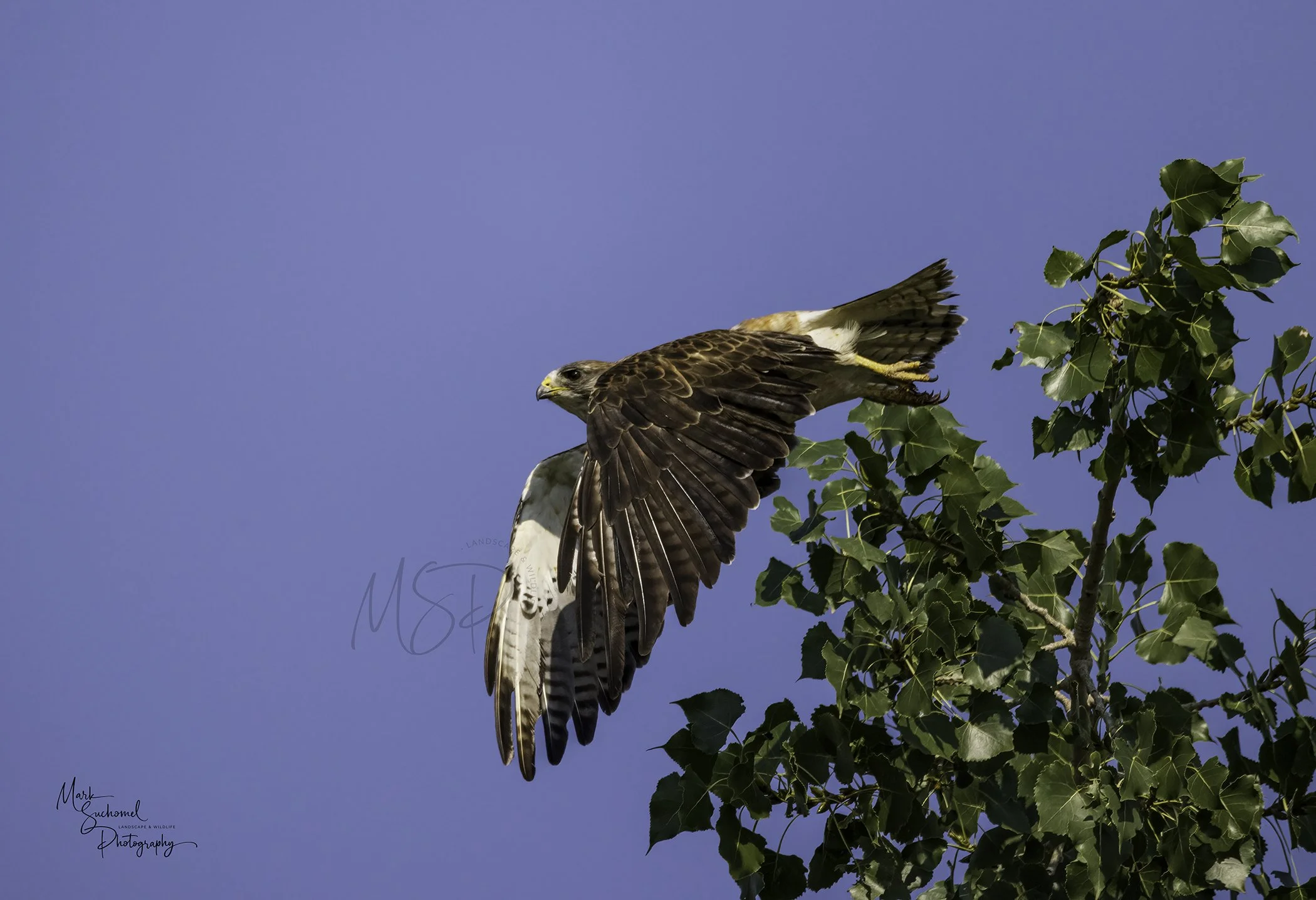 A bird of prey, a Swainson's hawk, flying near green leafy treetops against a clear blue sky.