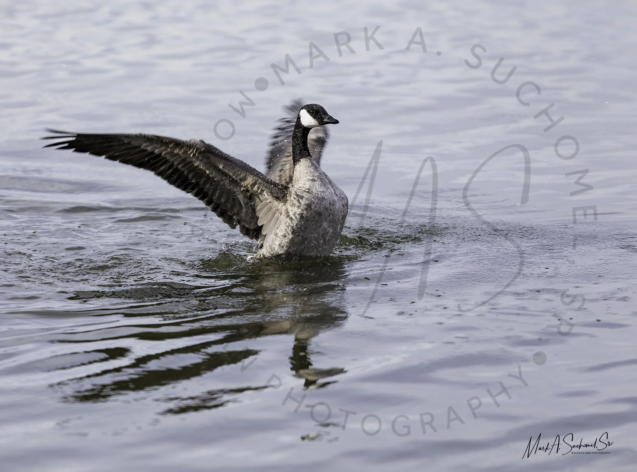 Canadian Goose flapping Evergreen Lake Evergreen, Colorado