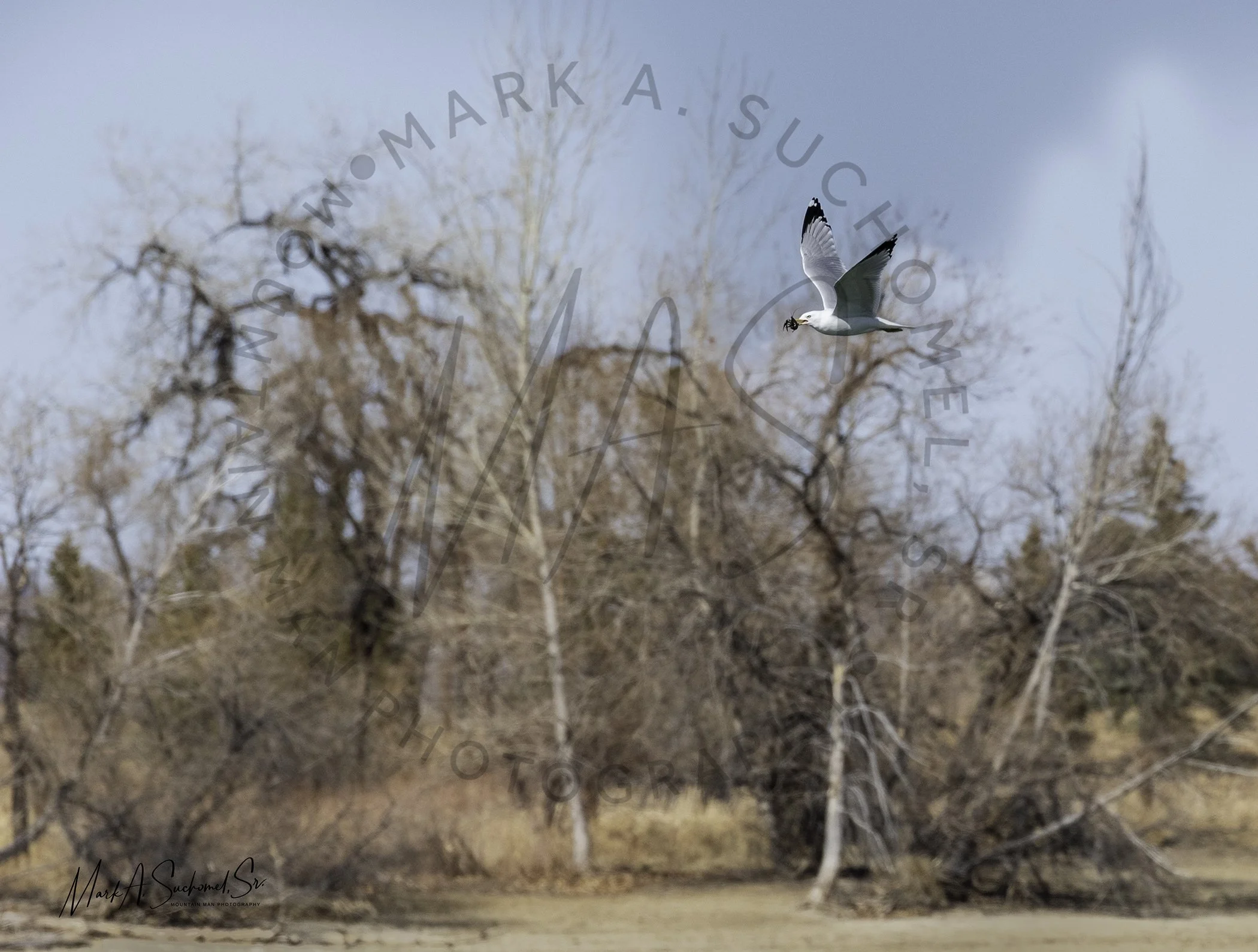 Ringed-bill Gull with crayfish catch flying Kendrick Lake Park Littleton, Colorado