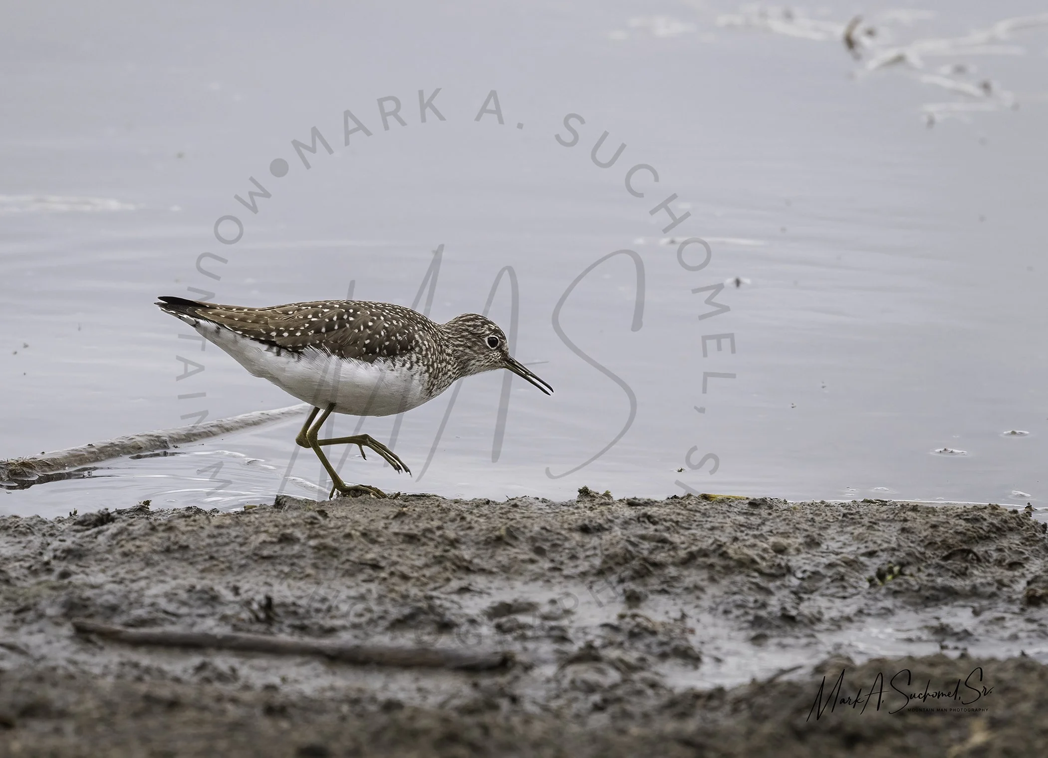 A solitary bird with brown and white speckled feathers standing on the muddy shore of a body of water, with its beak pointing toward the water and one leg slightly lifted.