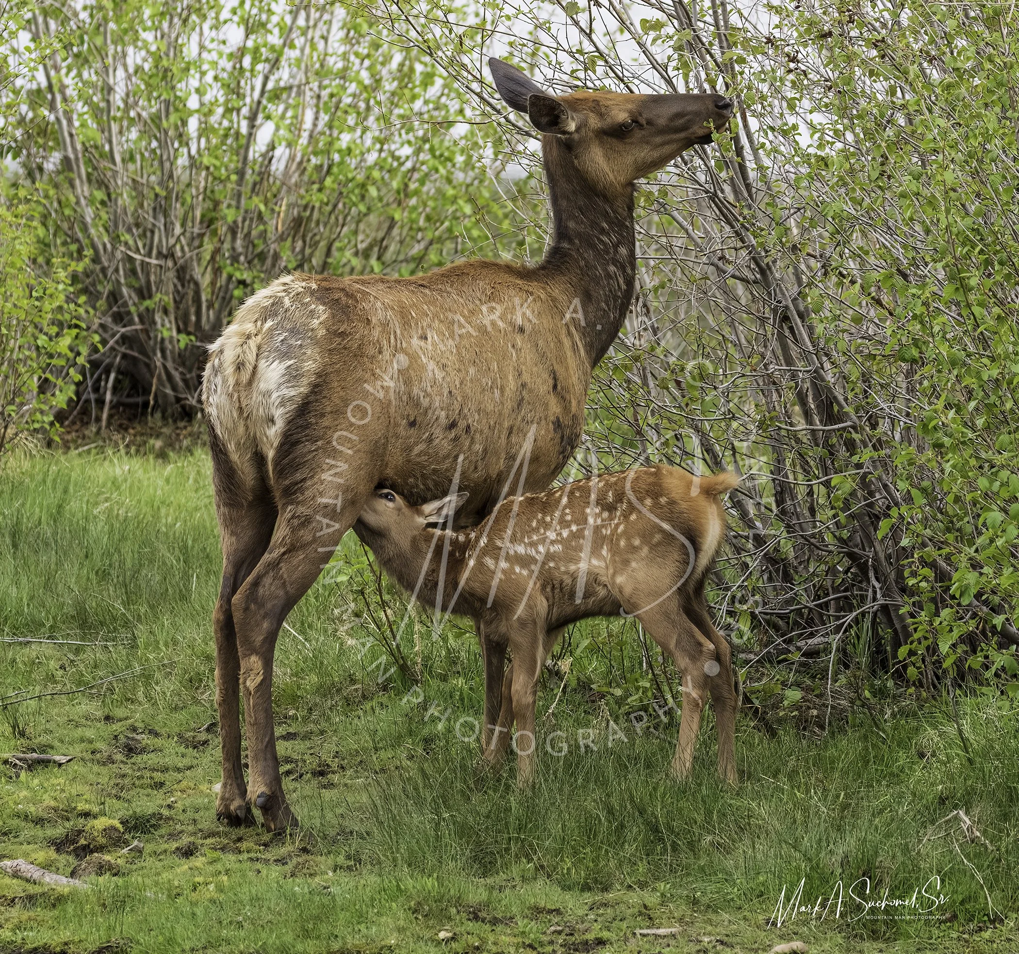 Nursing Elk Calf