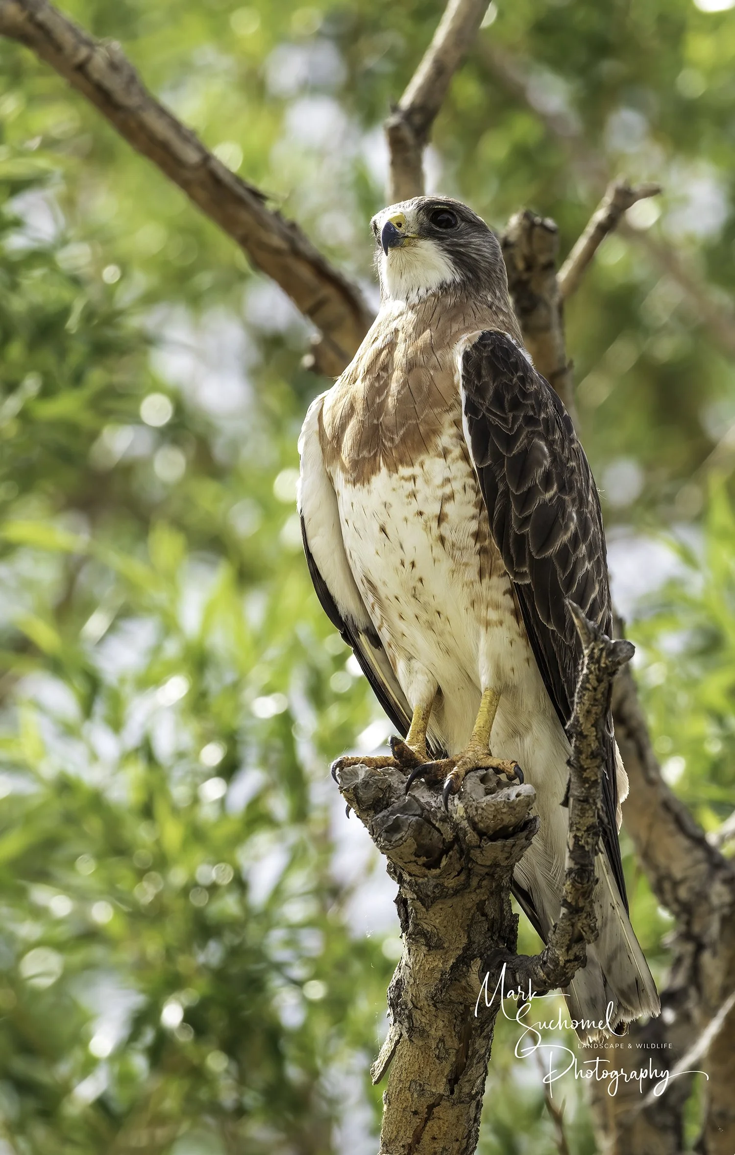 A hawk perched on a tree branch surrounded by green leaves.