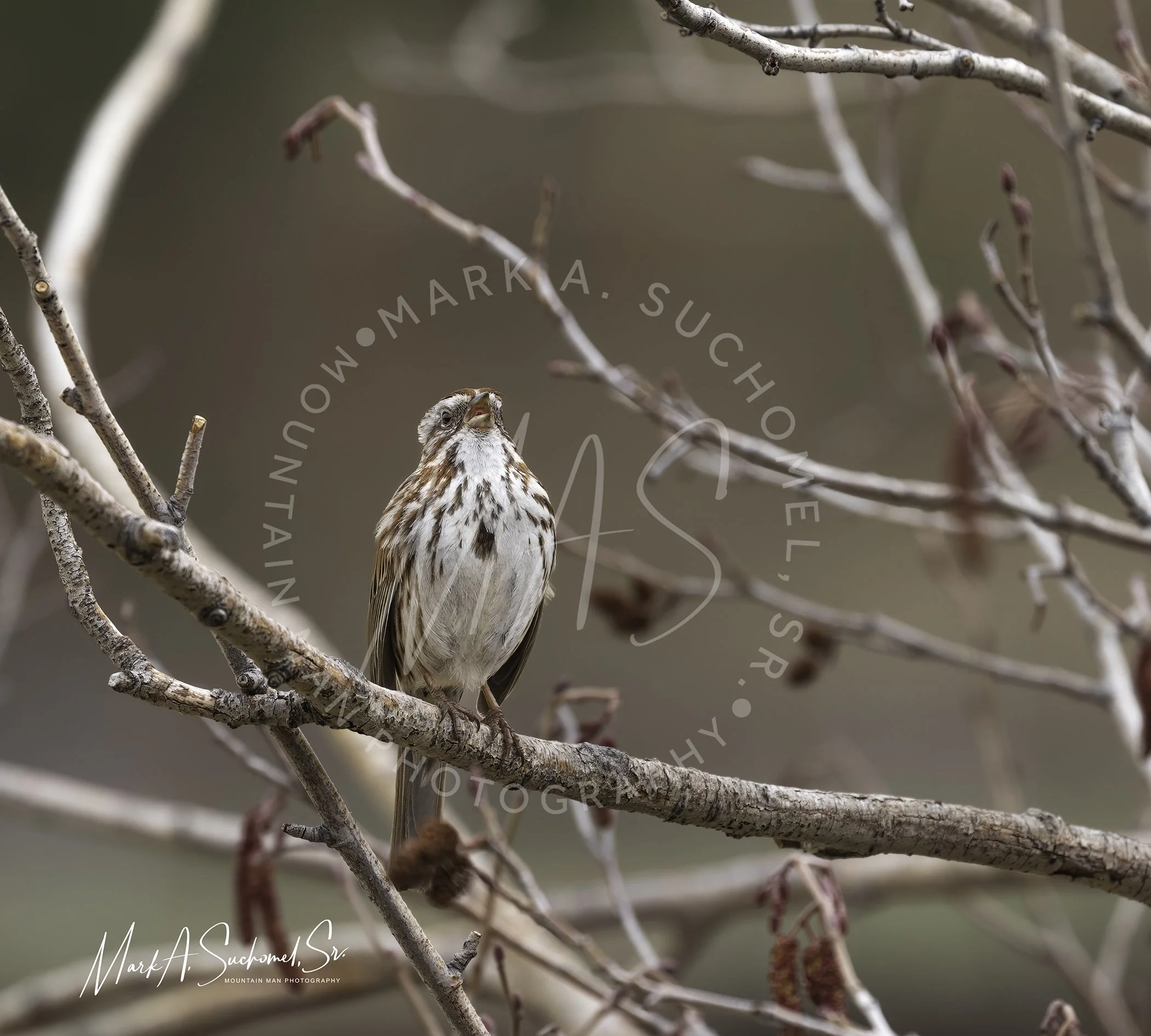 A small bird with brown and white feathers perched on a thin branch among leafless twigs.