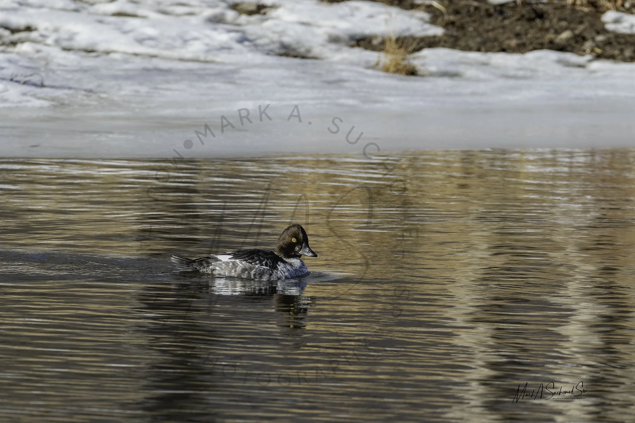 Common Goldeneye Duck female Chatfield State Park Littleton, Colorado 