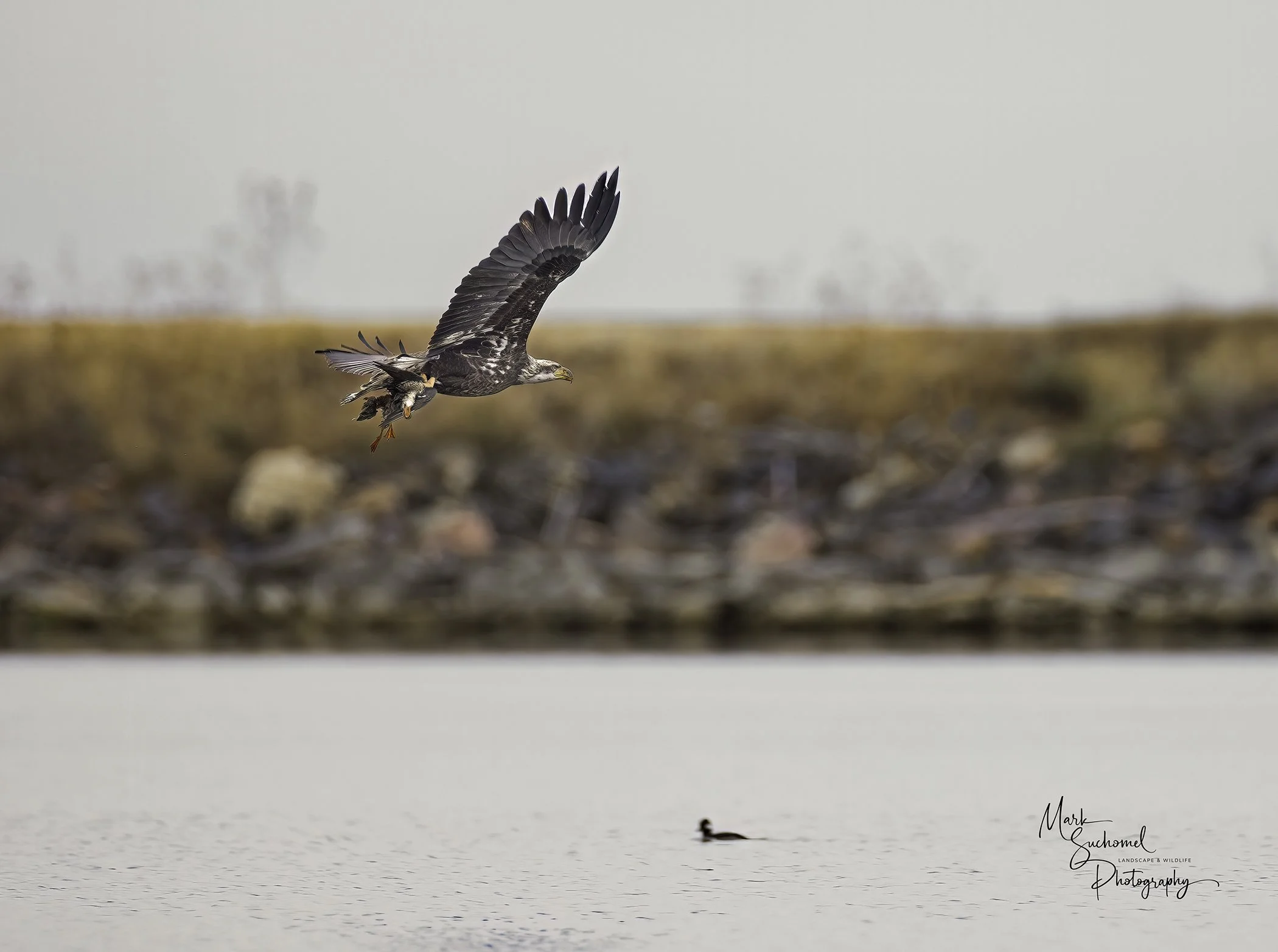Bald Eagle with duck kill