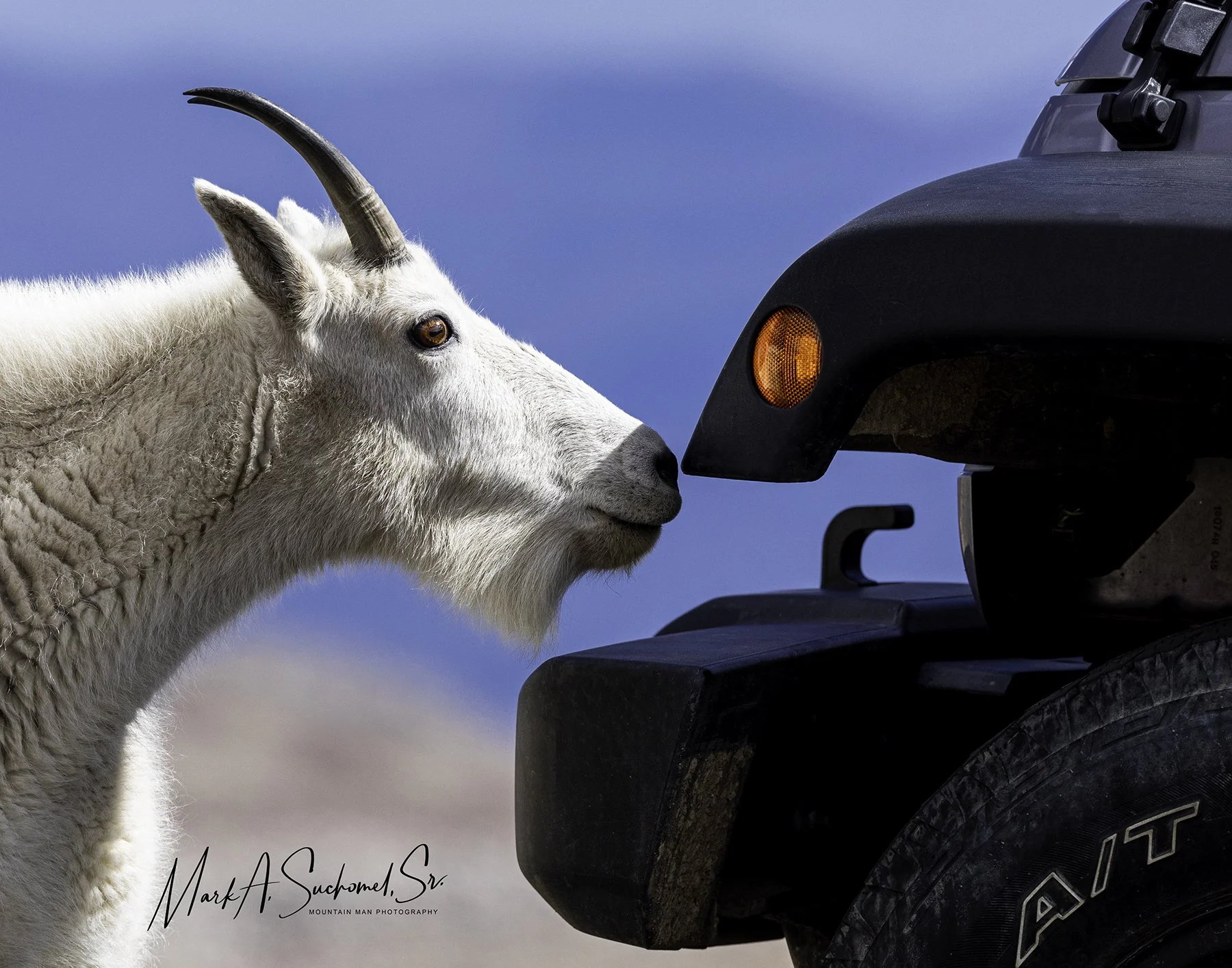 Mountain Goat vs Jeep