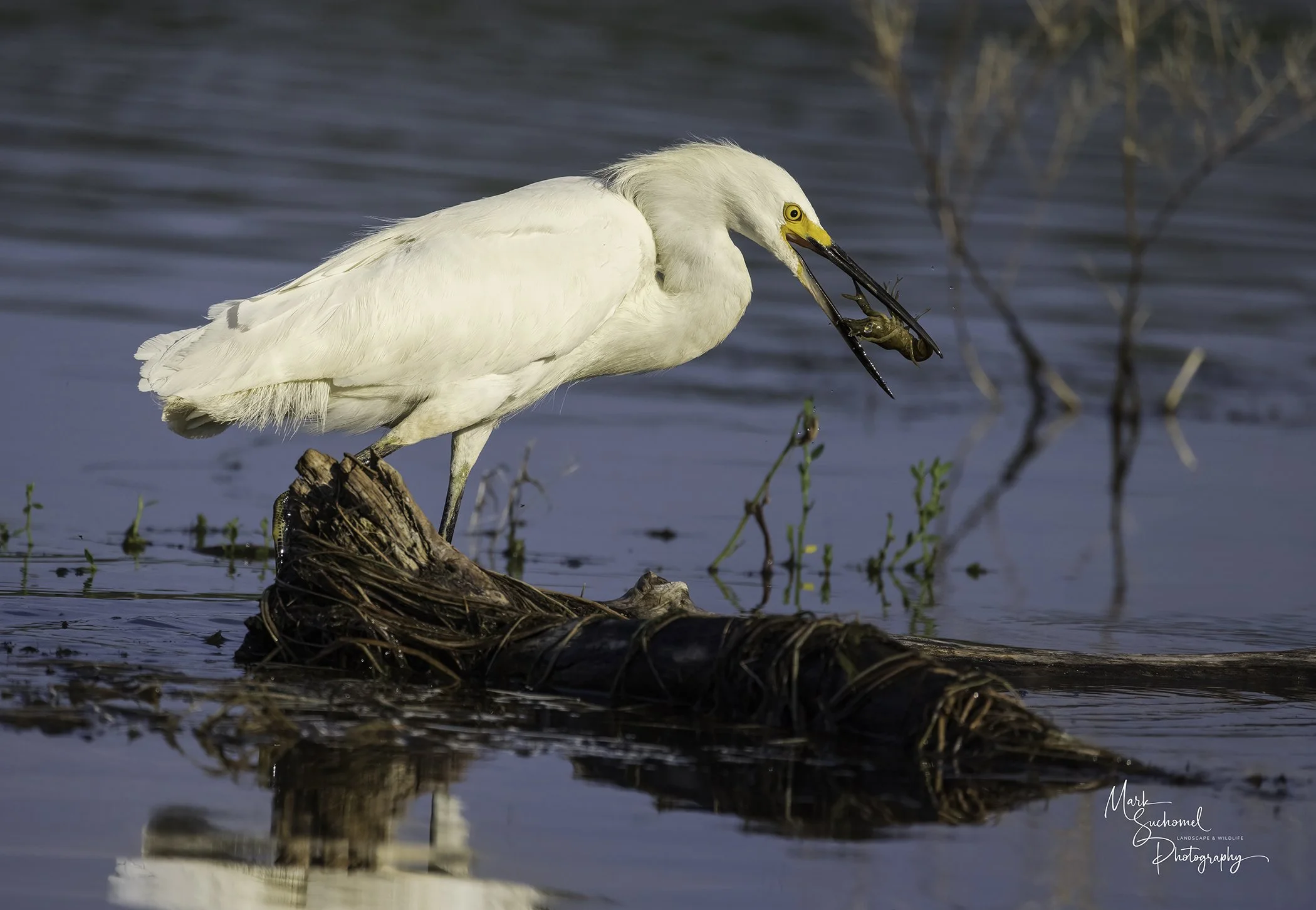 A white egret standing on a log in a body of water, catching a fish in its beak.