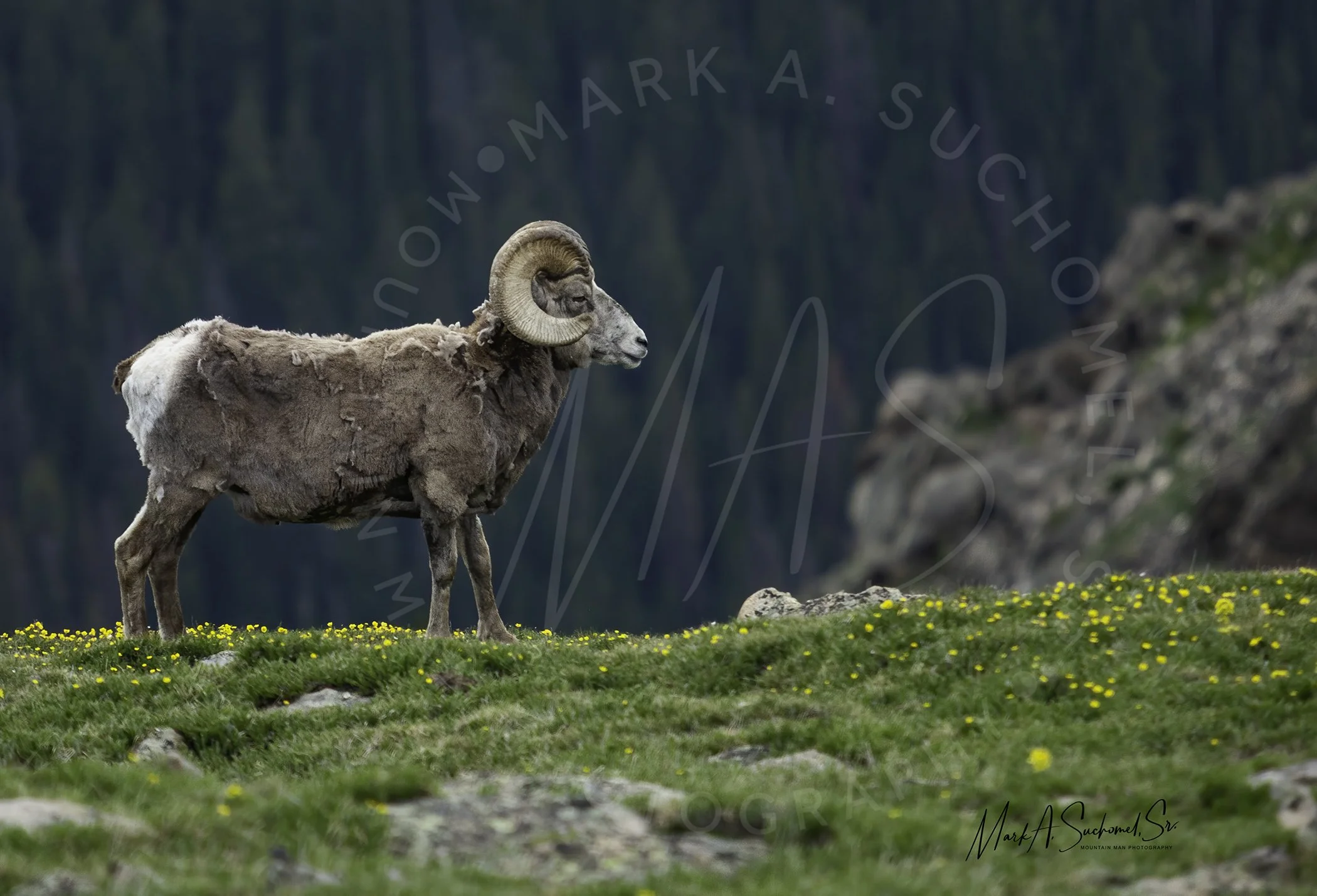 A bighorn sheep standing on a grassy hillside with yellow wildflowers, mountainous terrain in the background.