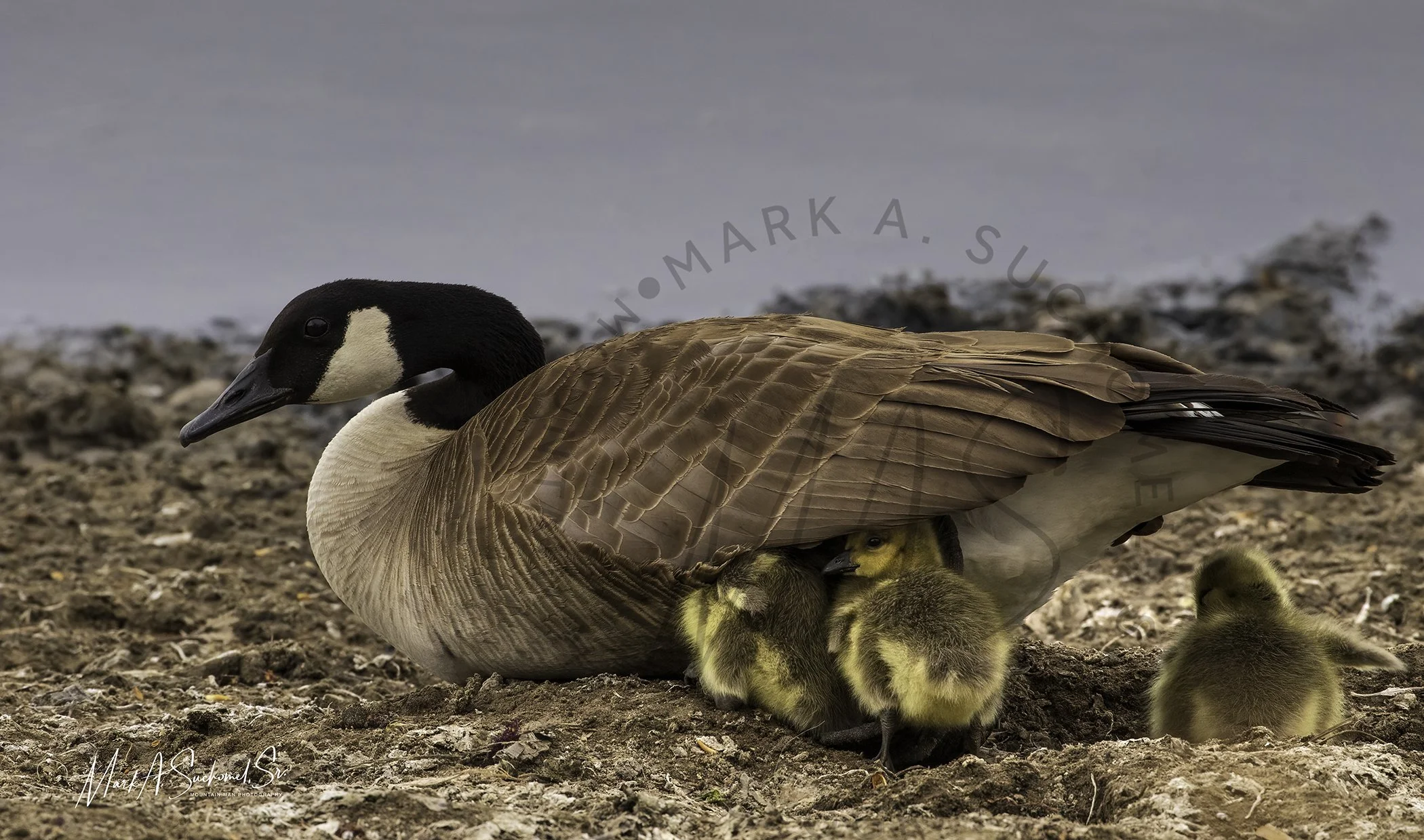 Canadian Geese and goslings Main Reservoir Littleton, Colorado