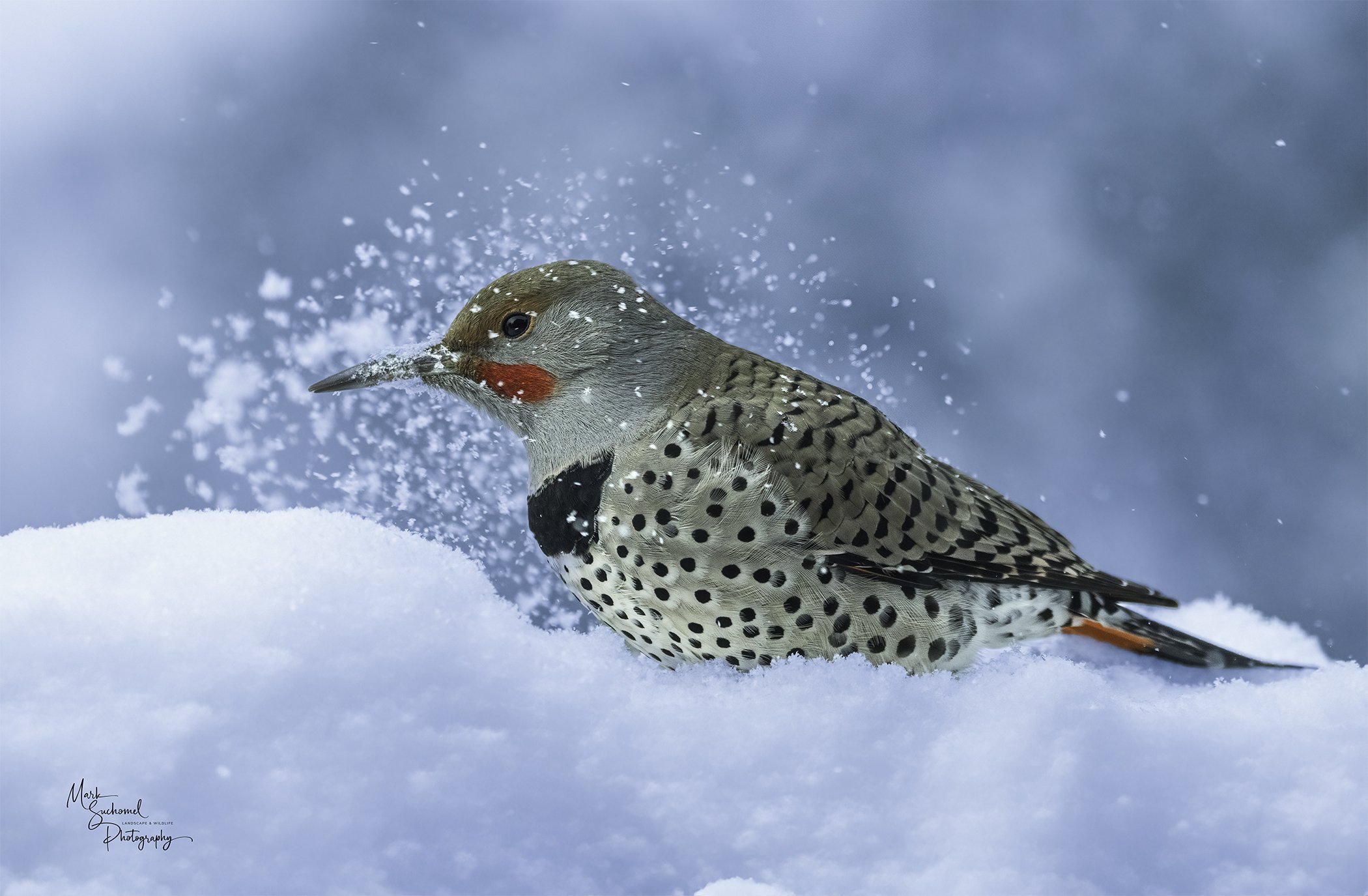 A Northern Flicker bird on snow, pecking and splashing snow, with a snowy blue background.