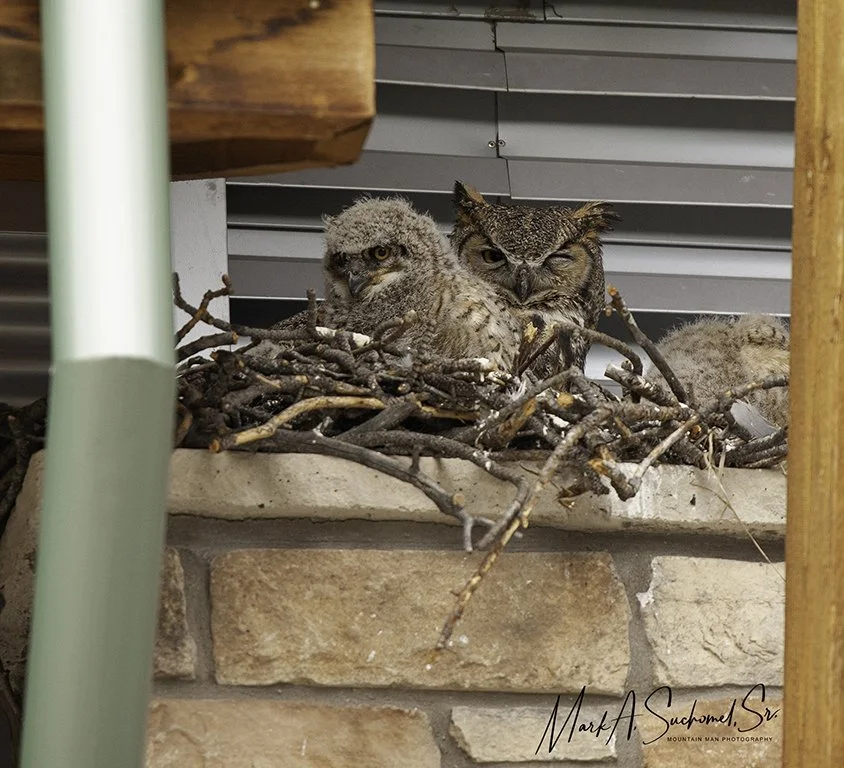 Two young owls sitting in a nest with twigs on a brick ledge, one with eyes closed and the other partially open, against a building wall.