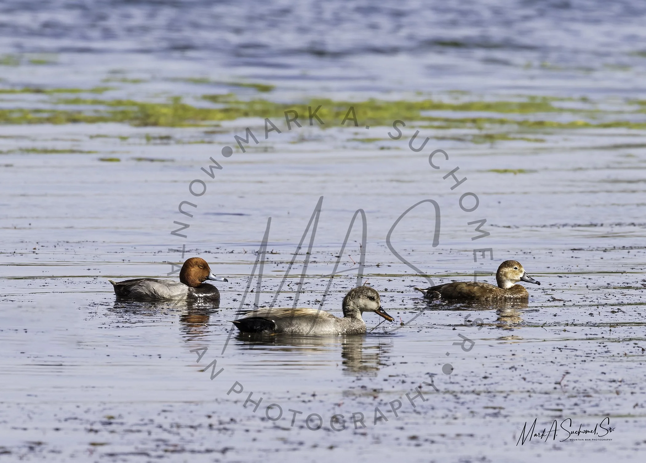 Three ducks swimming on a calm body of water with green aquatic plants and algae at the surface.