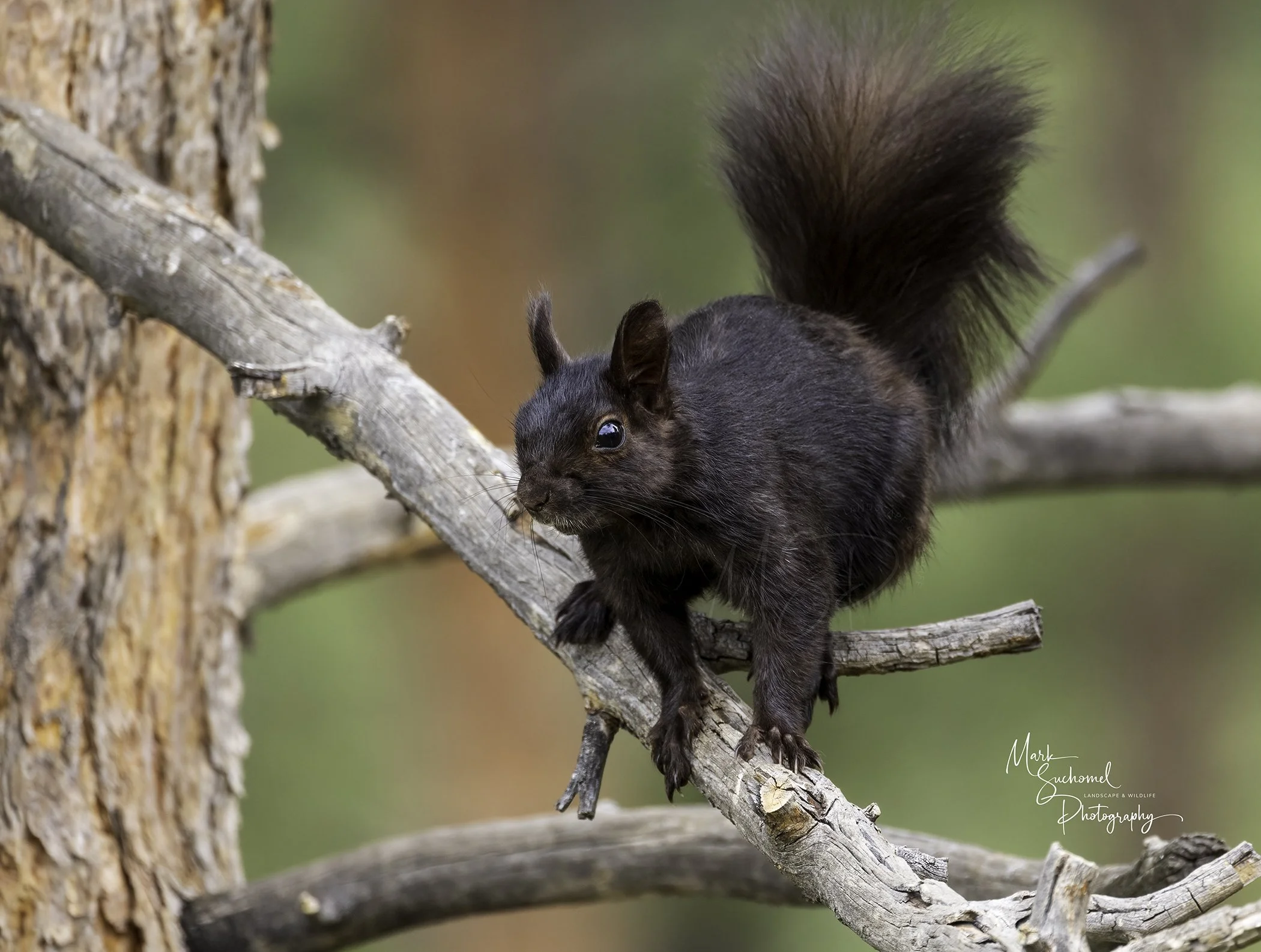 A black squirrel perched on a tree branch with a blurred green and brown background.