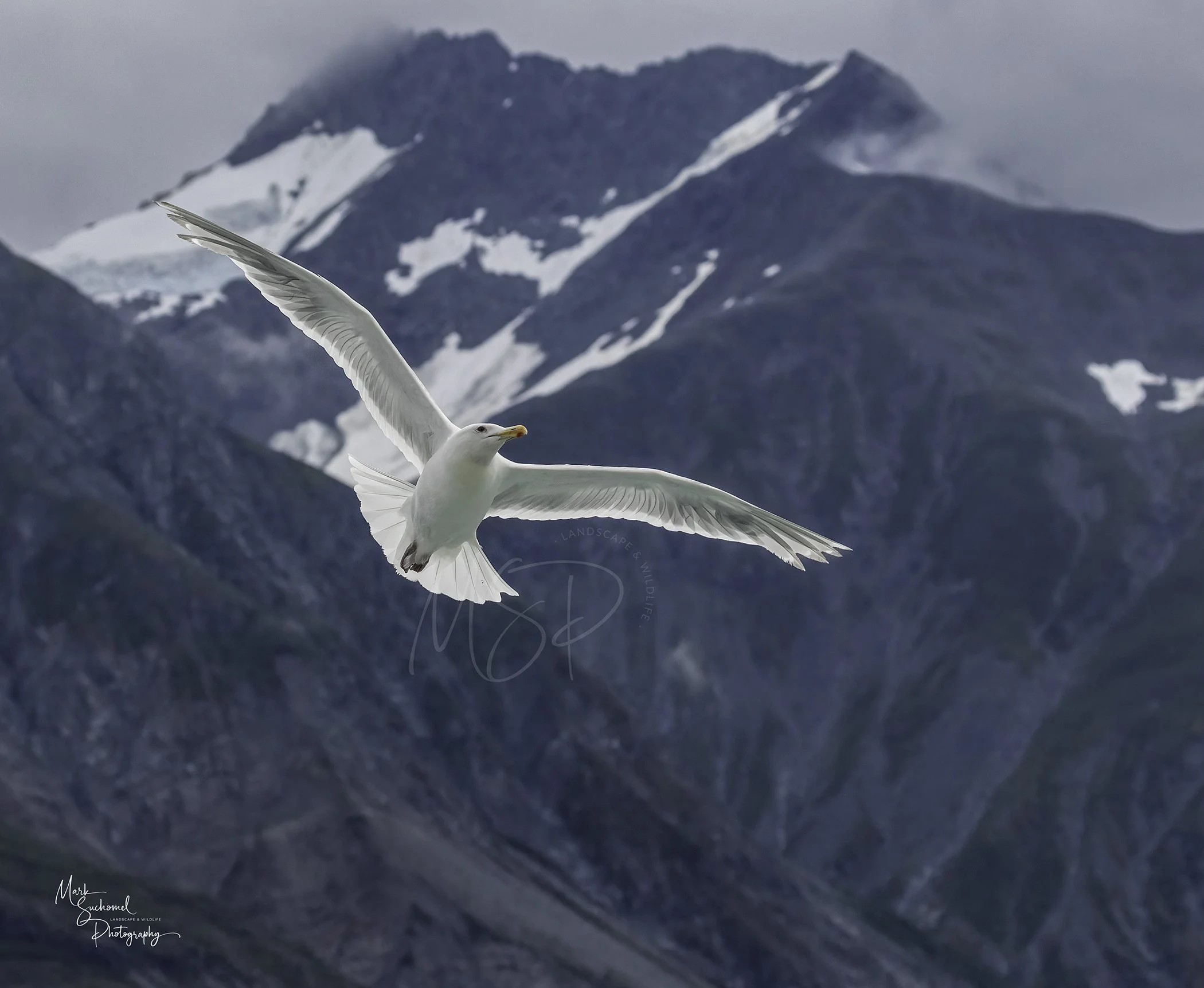 A seagull flying in front of snow-capped mountains during daytime.