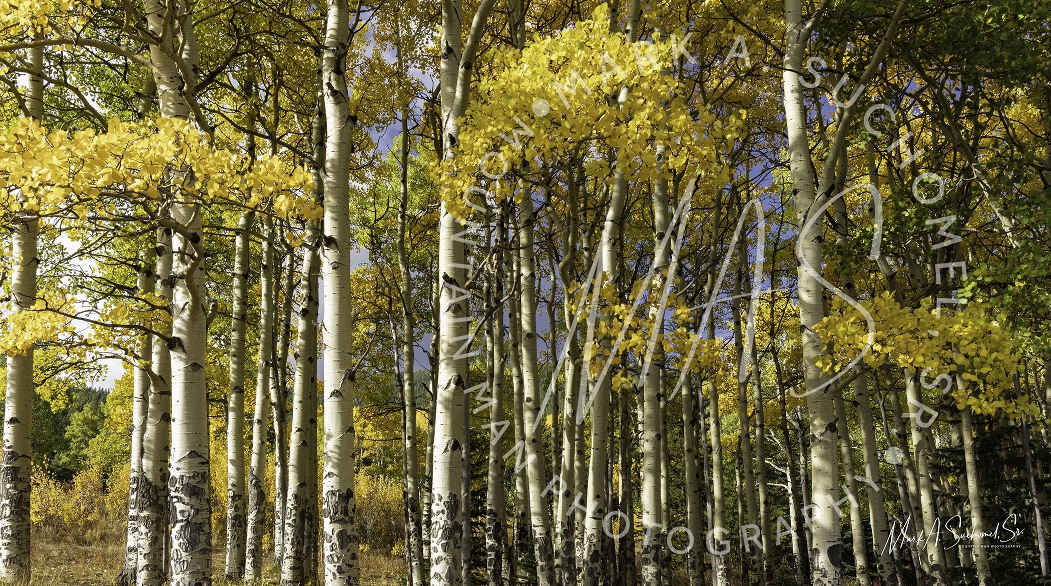 Witter Gulch Fall Colorado