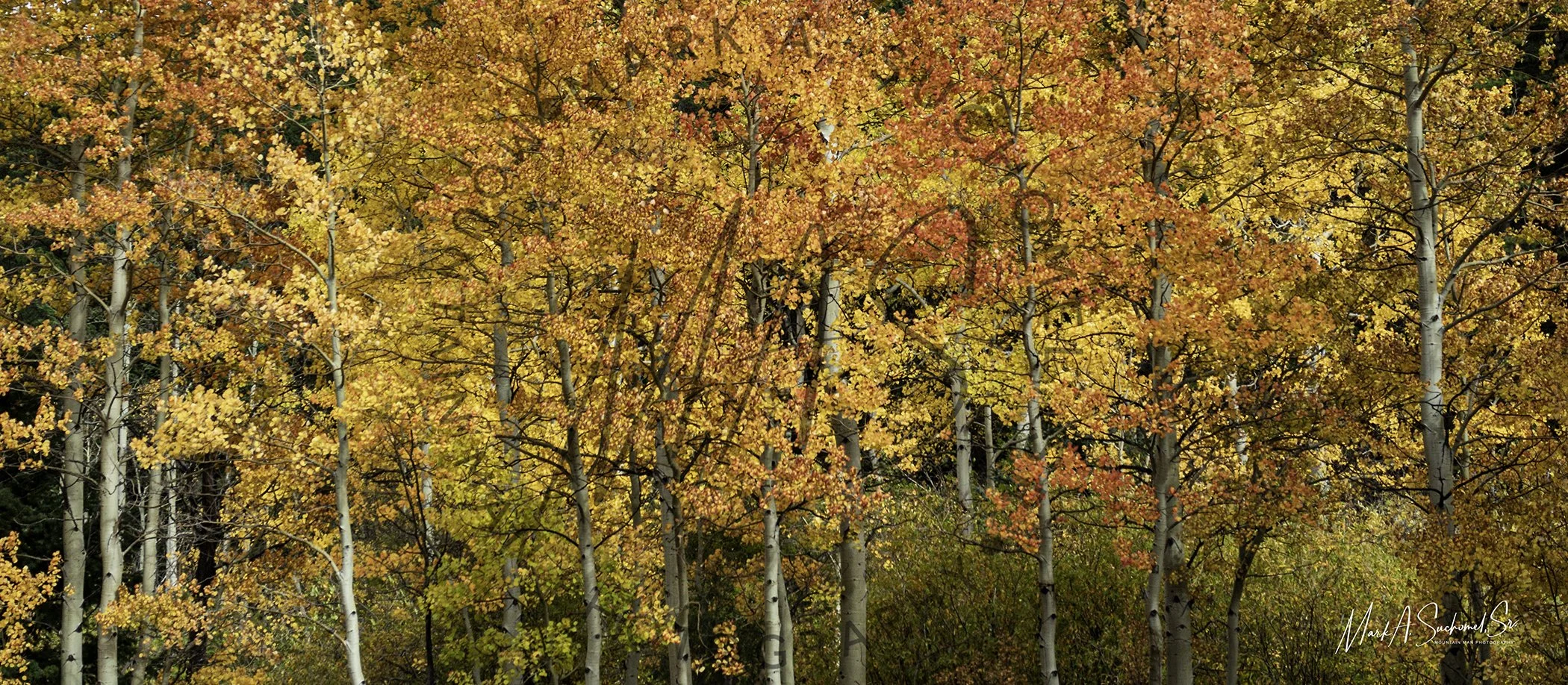 Witter Gulch Fall Colorado