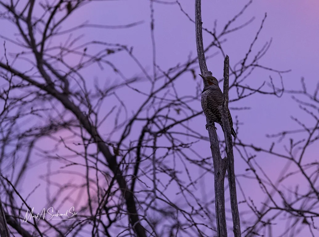 A woodpecker perched on a tree trunk with bare branches in the background, during a pink and purple sunset or twilight sky.