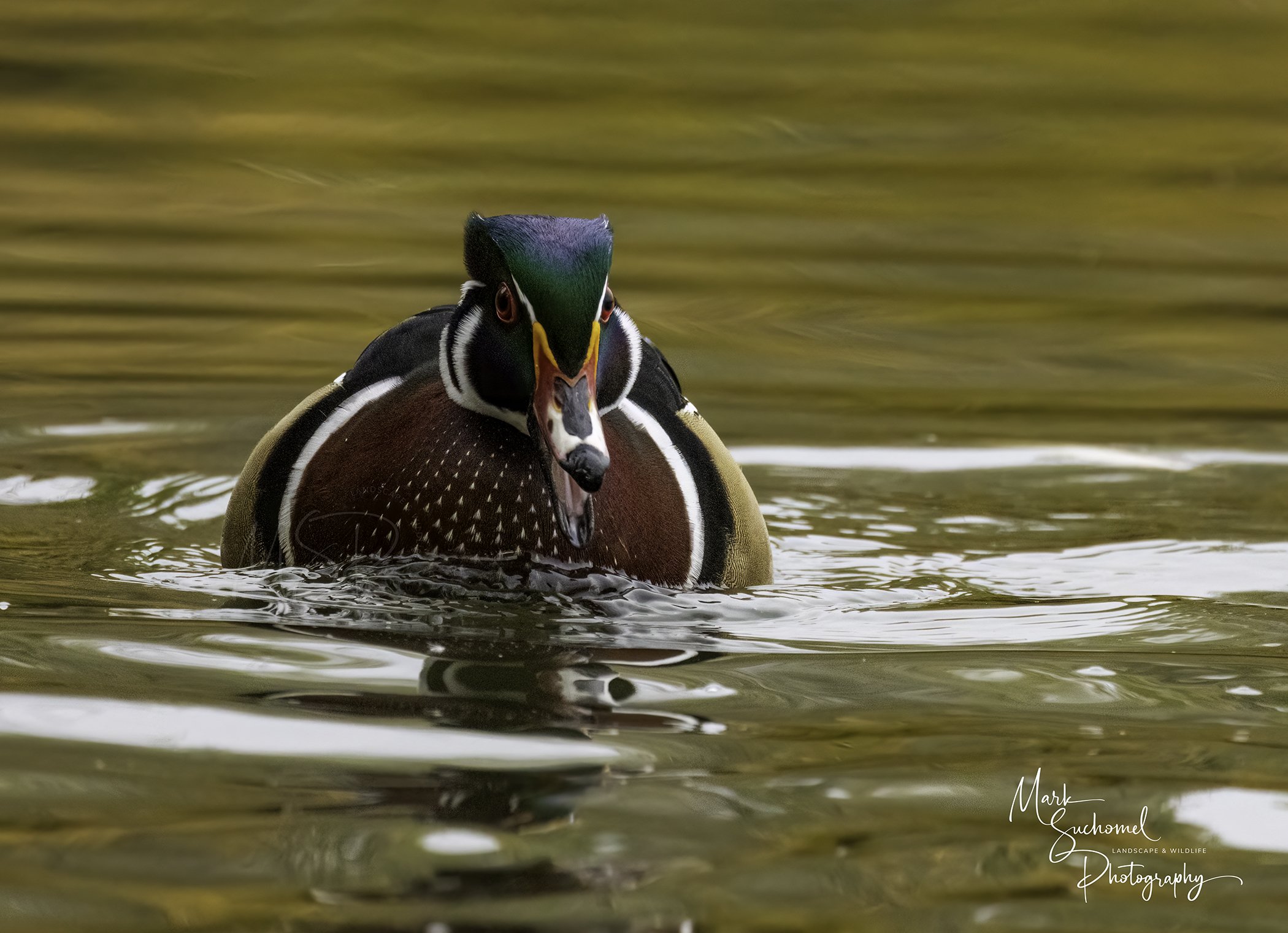 A male wood duck swimming in a body of water with a golden-brown color.
