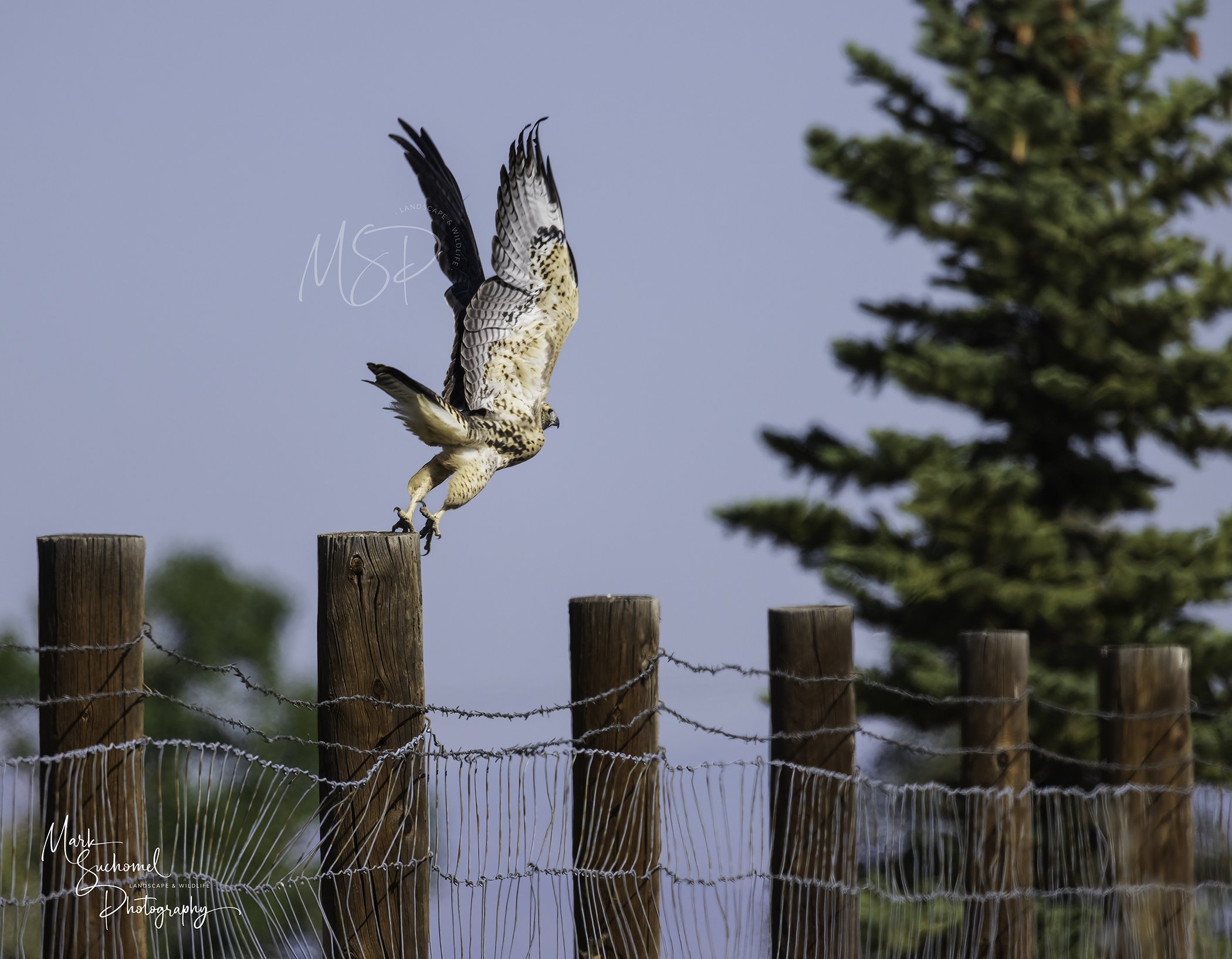 A hawk taking off from a wooden fence post with barbed wire, with a green tree in the background and a clear blue sky.