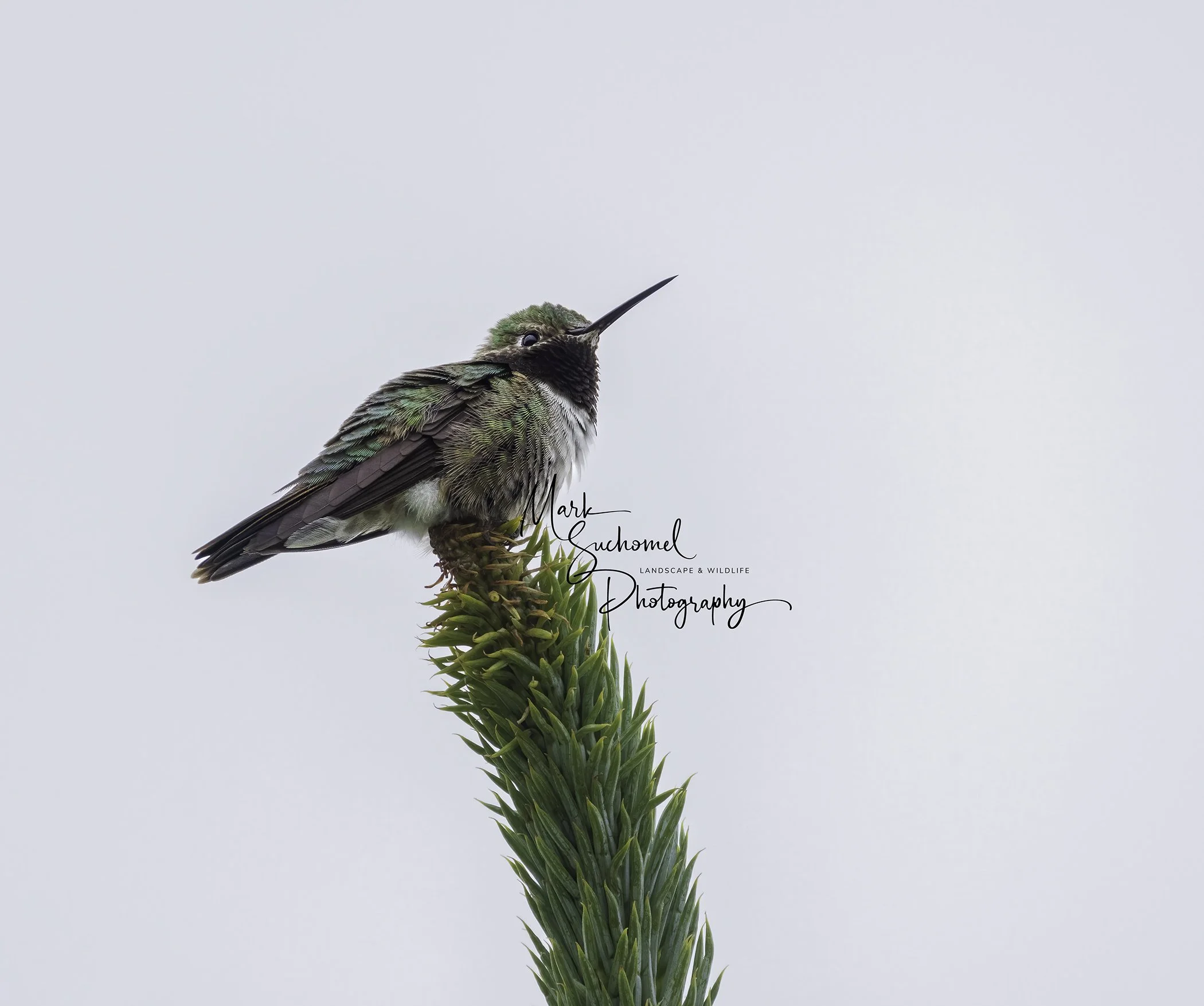 A small hummingbird perched on top of a green plant against a plain white background.
