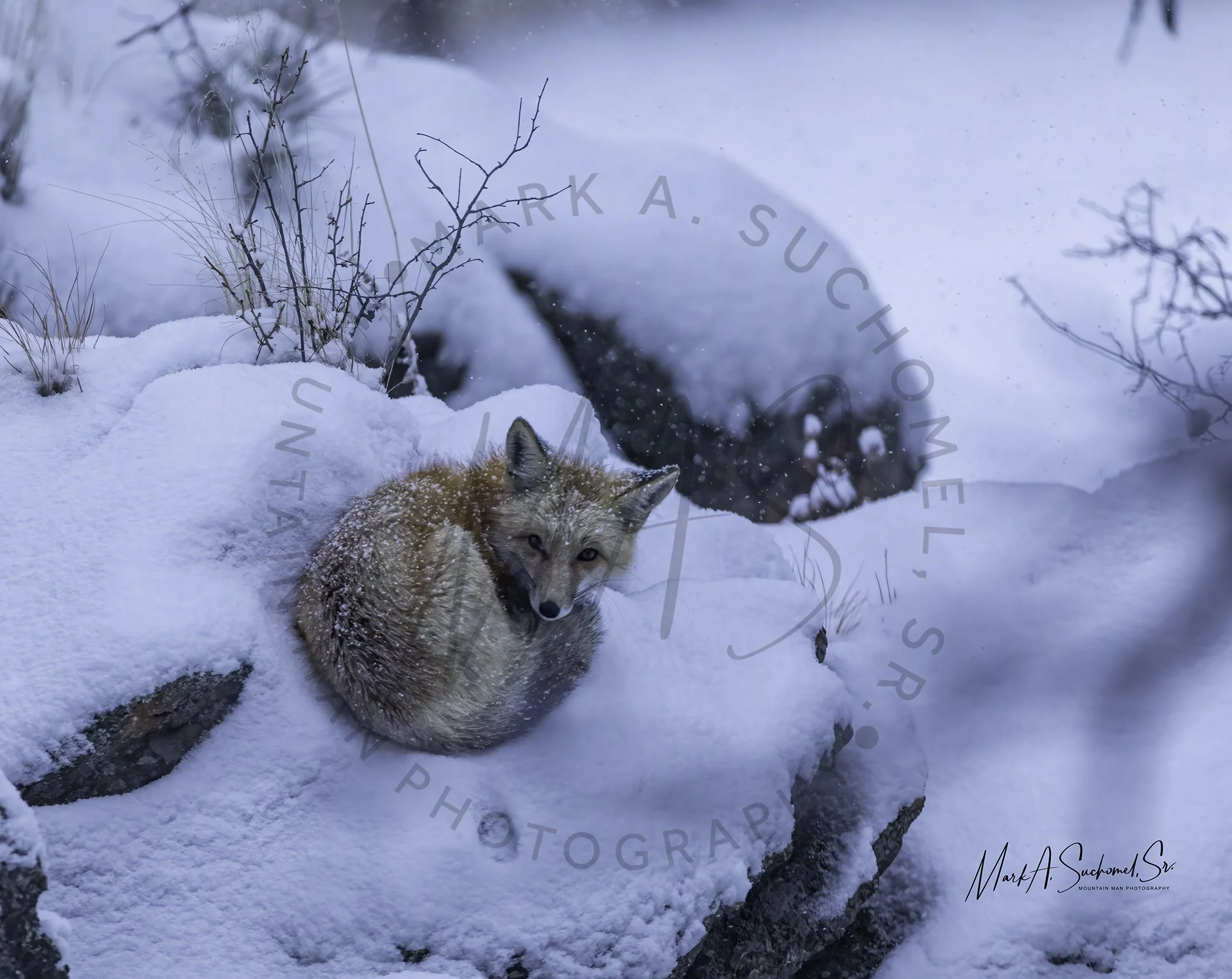 A coyote lying on snow-covered ground with rocks and leafless branches in the background