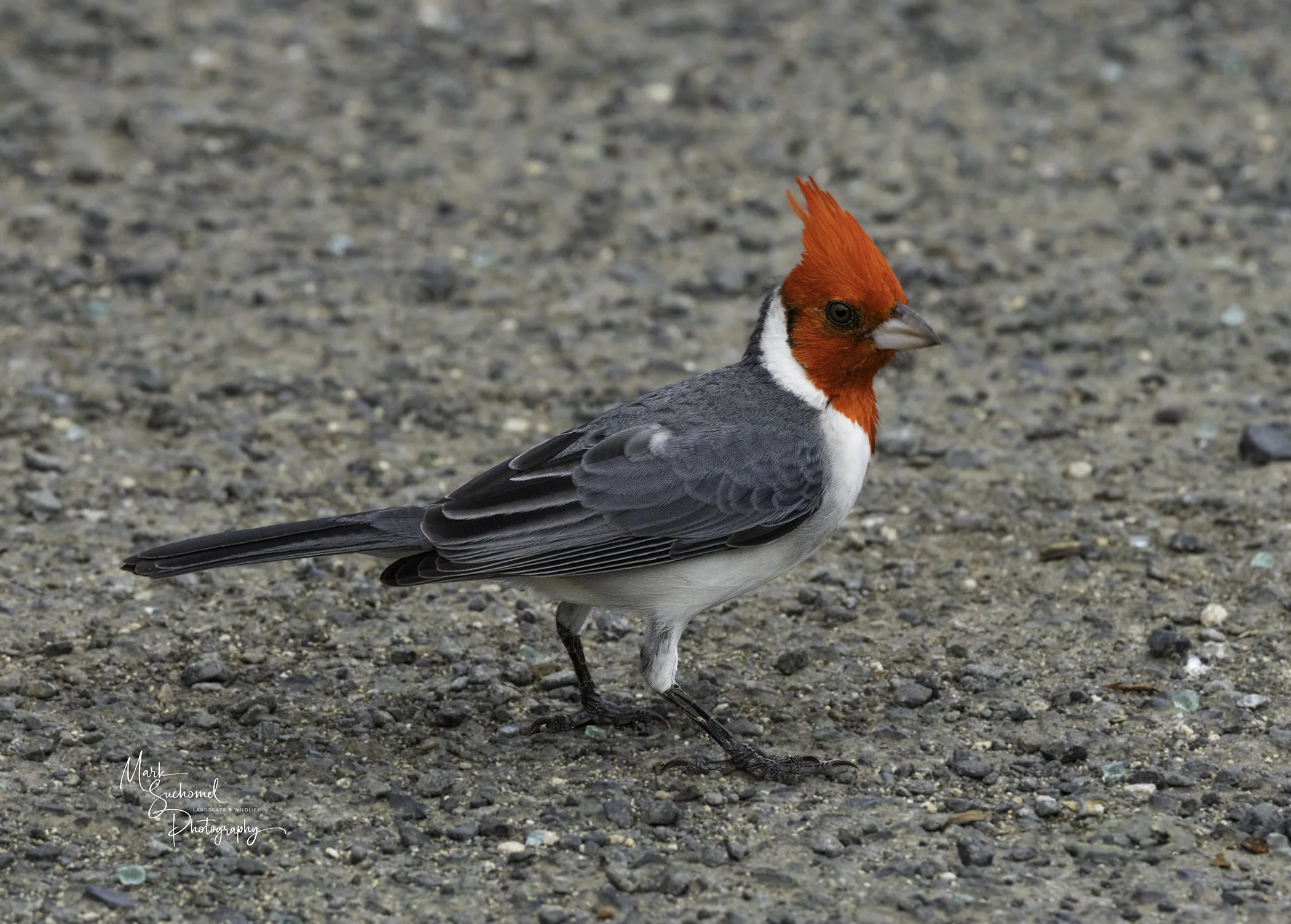 Red-crested Cardinal (Male)