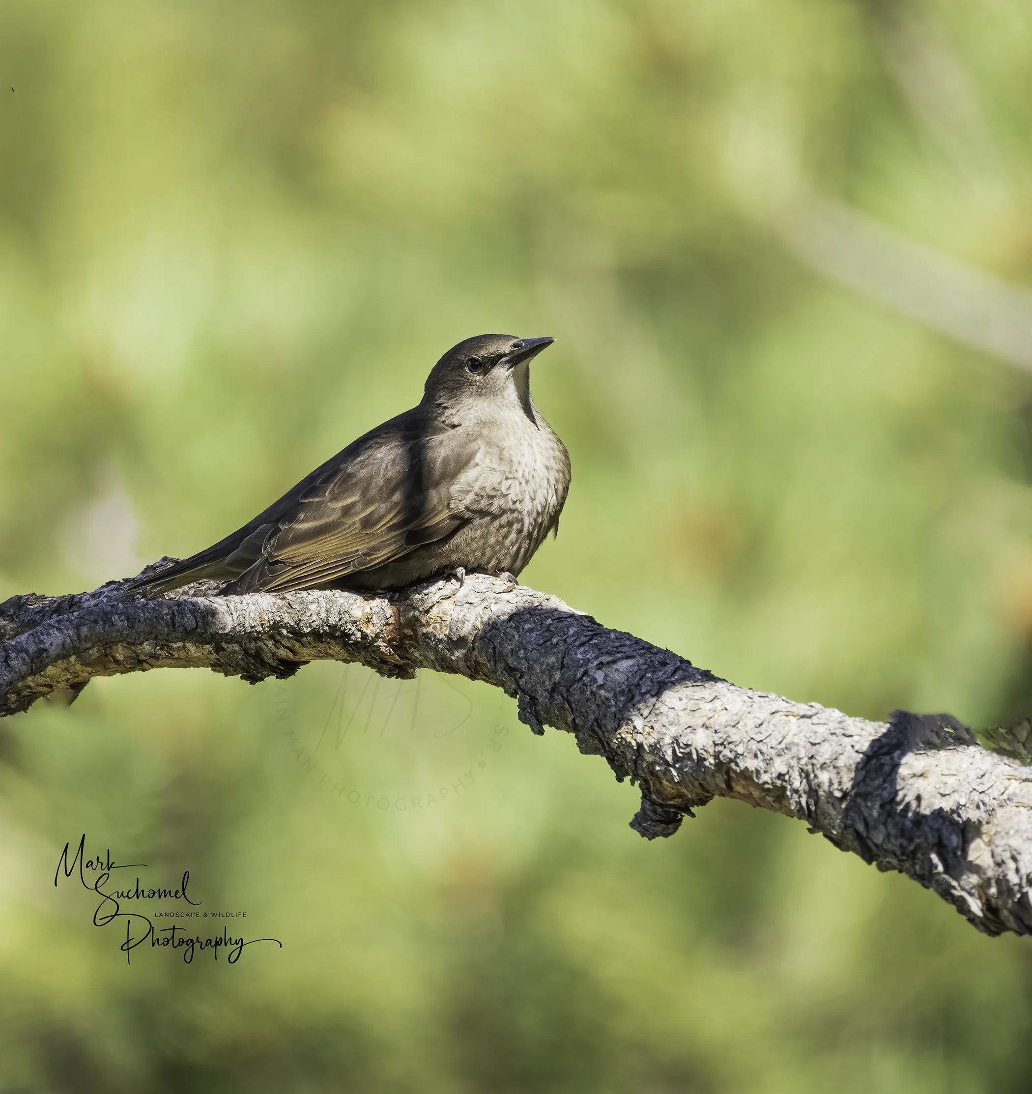 European Starling (Female)